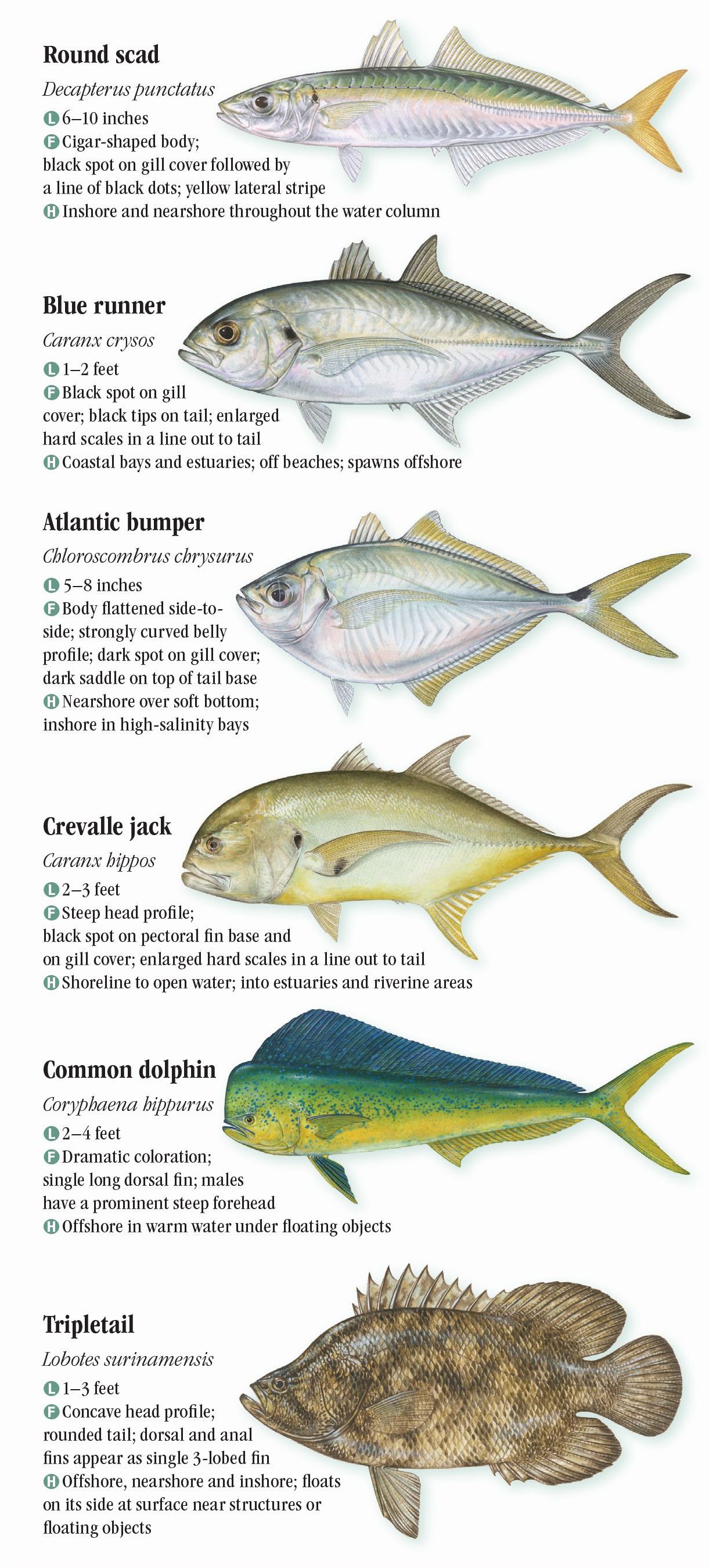 Saltwater Fishes of Florida: Central and Northern Atlantic Coast ...