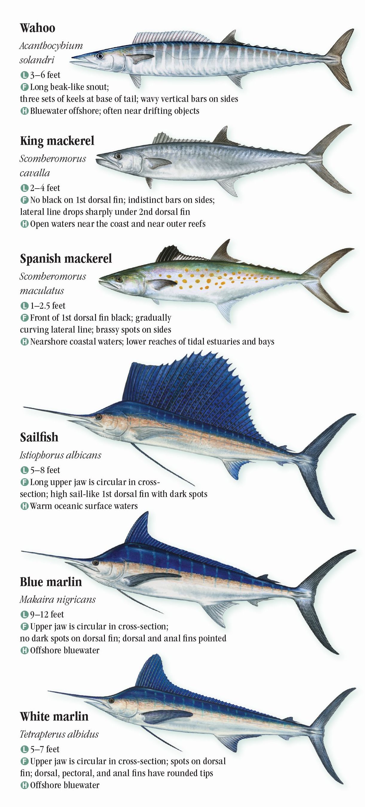 Saltwater Fishes of Florida: Central and Northern Atlantic Coast ...