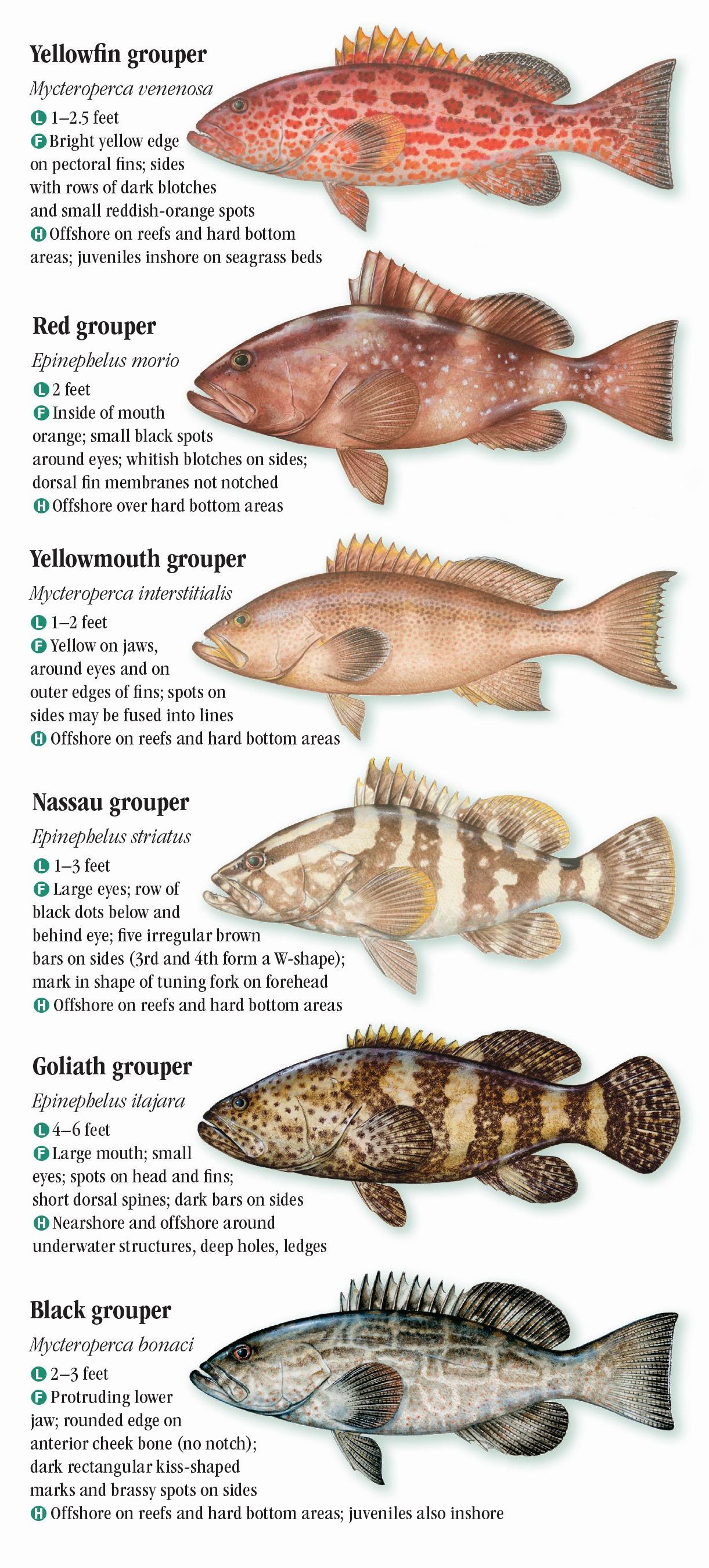 Atlantic Saltwater Fish Identification Chart