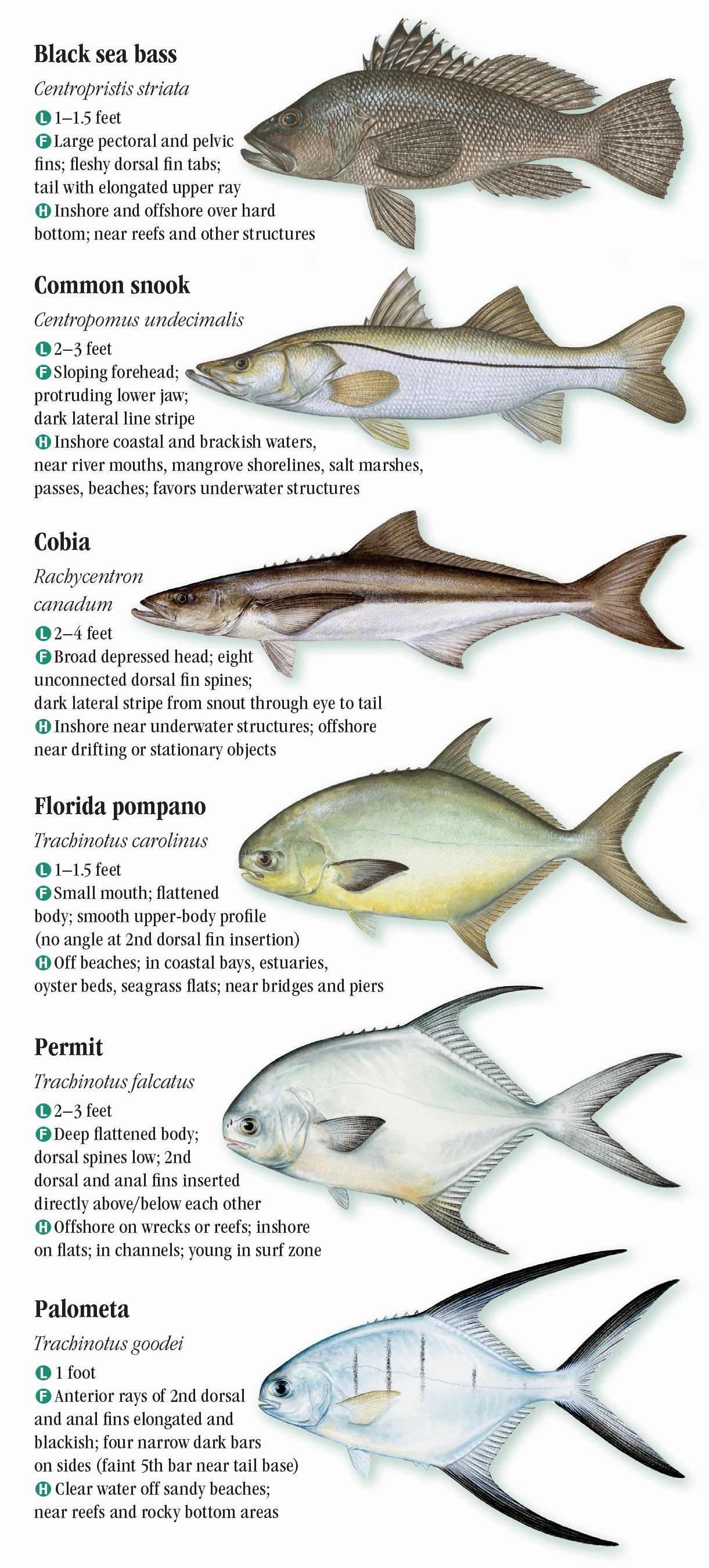 Saltwater Fishes of Florida: Southern Atlantic Coast & the Florida Keys ...