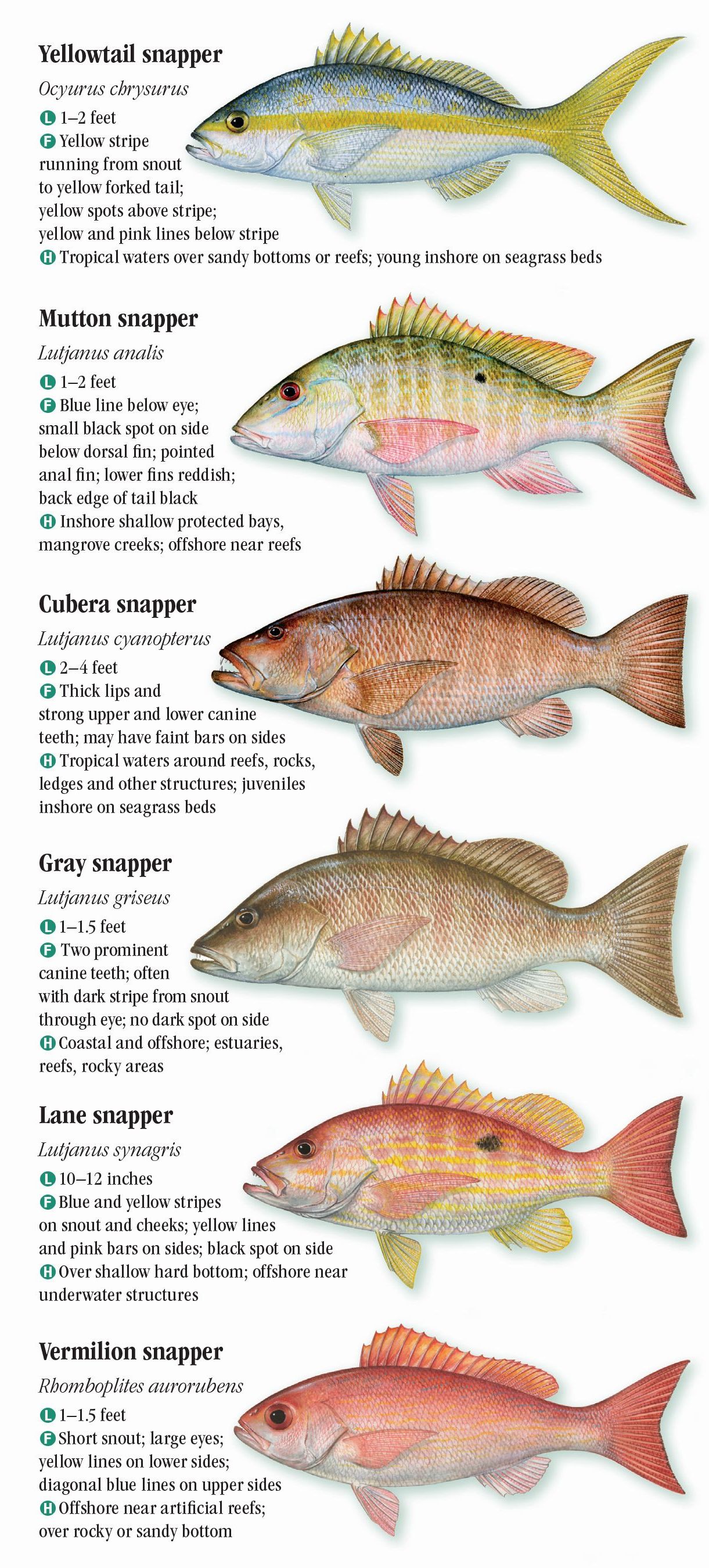 Florida Keys Fish Species Chart