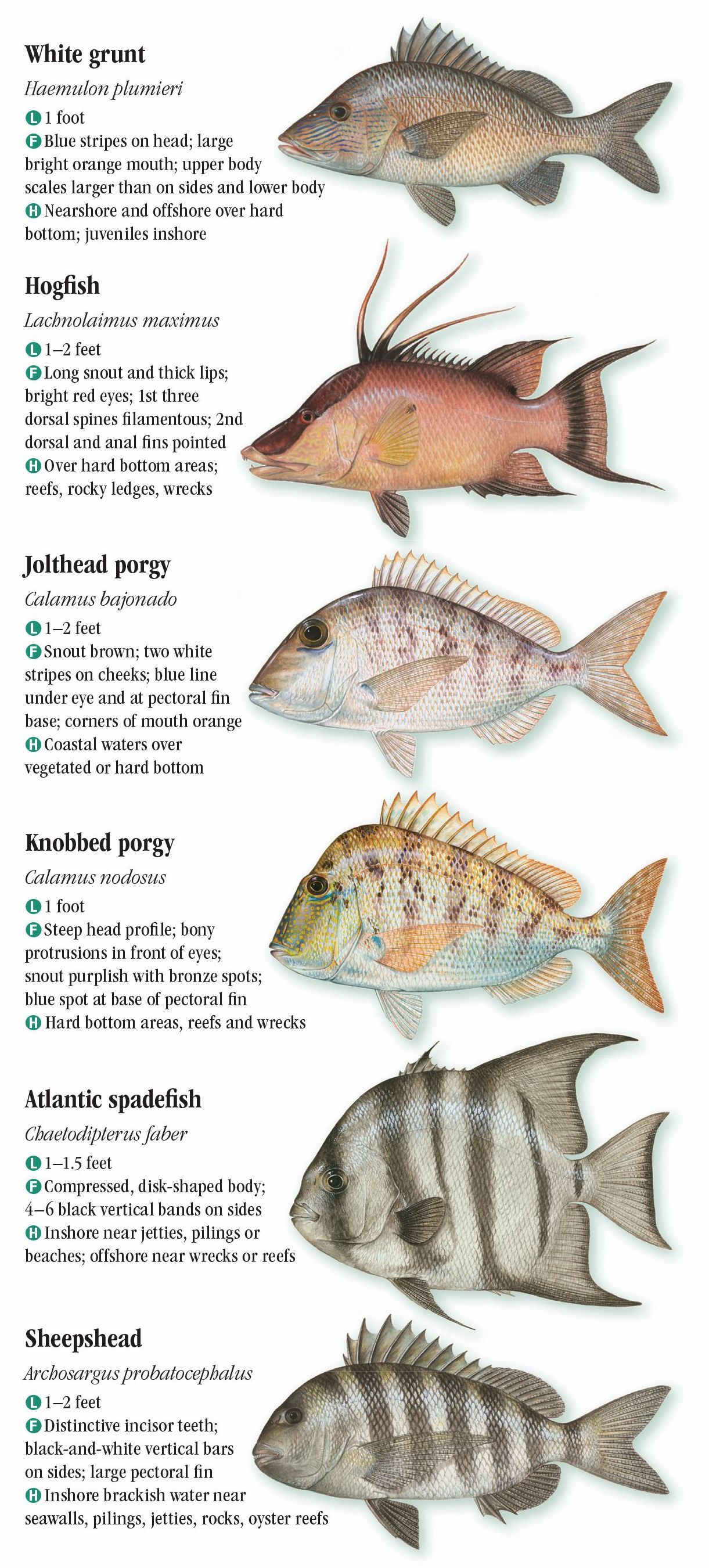 Saltwater Fishes Of Florida Southern Atlantic Coast And The Florida Keys