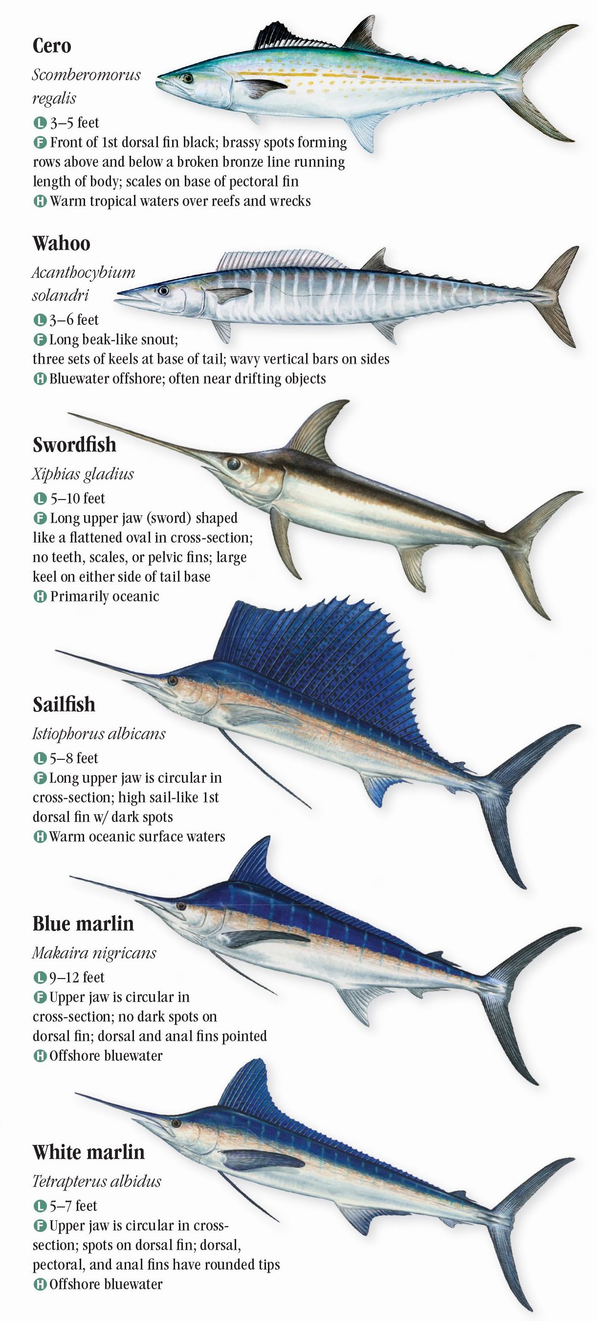 saltwater-fishes-of-florida-southern-gulf-of-mexico-quick-reference