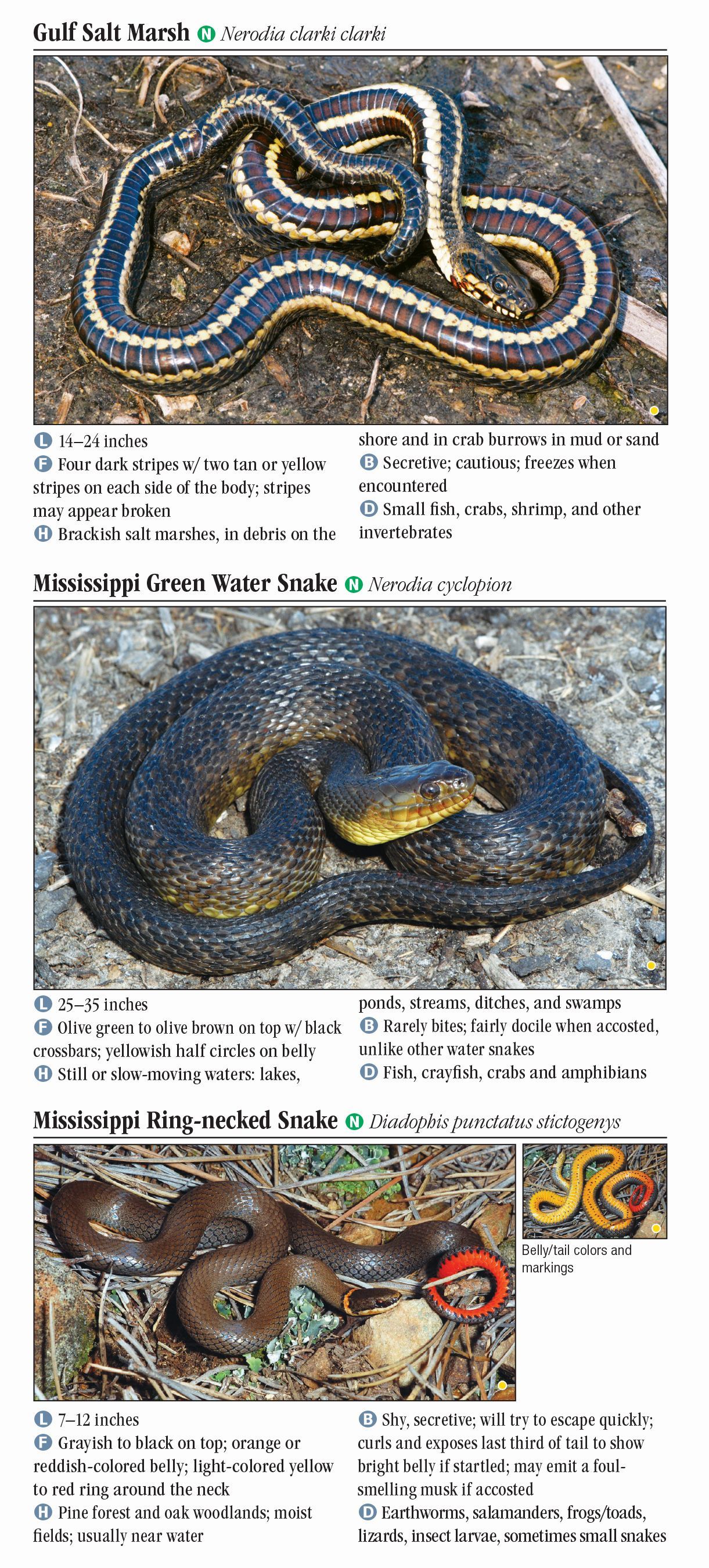 Snakes of Southeast Texas – Quick Reference Publishing Retail