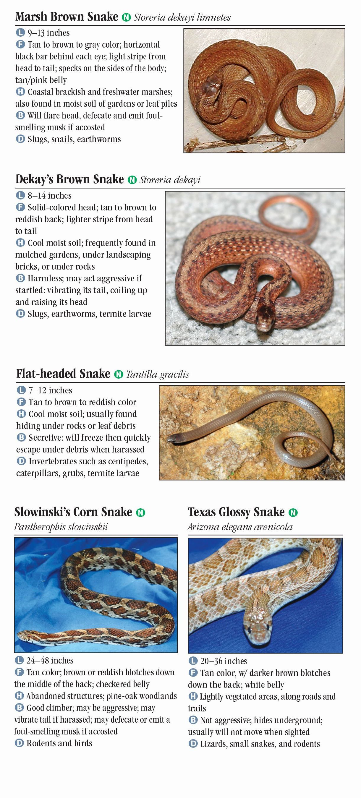 Snakes of Southeast Texas – Quick Reference Publishing Retail