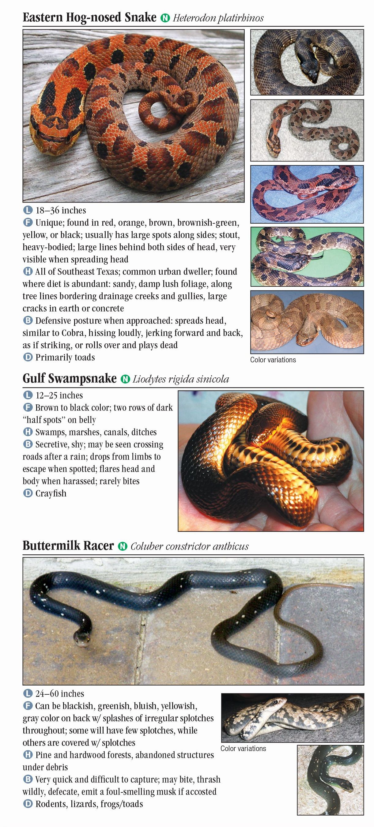 Snakes of Southeast Texas – Quick Reference Publishing Retail