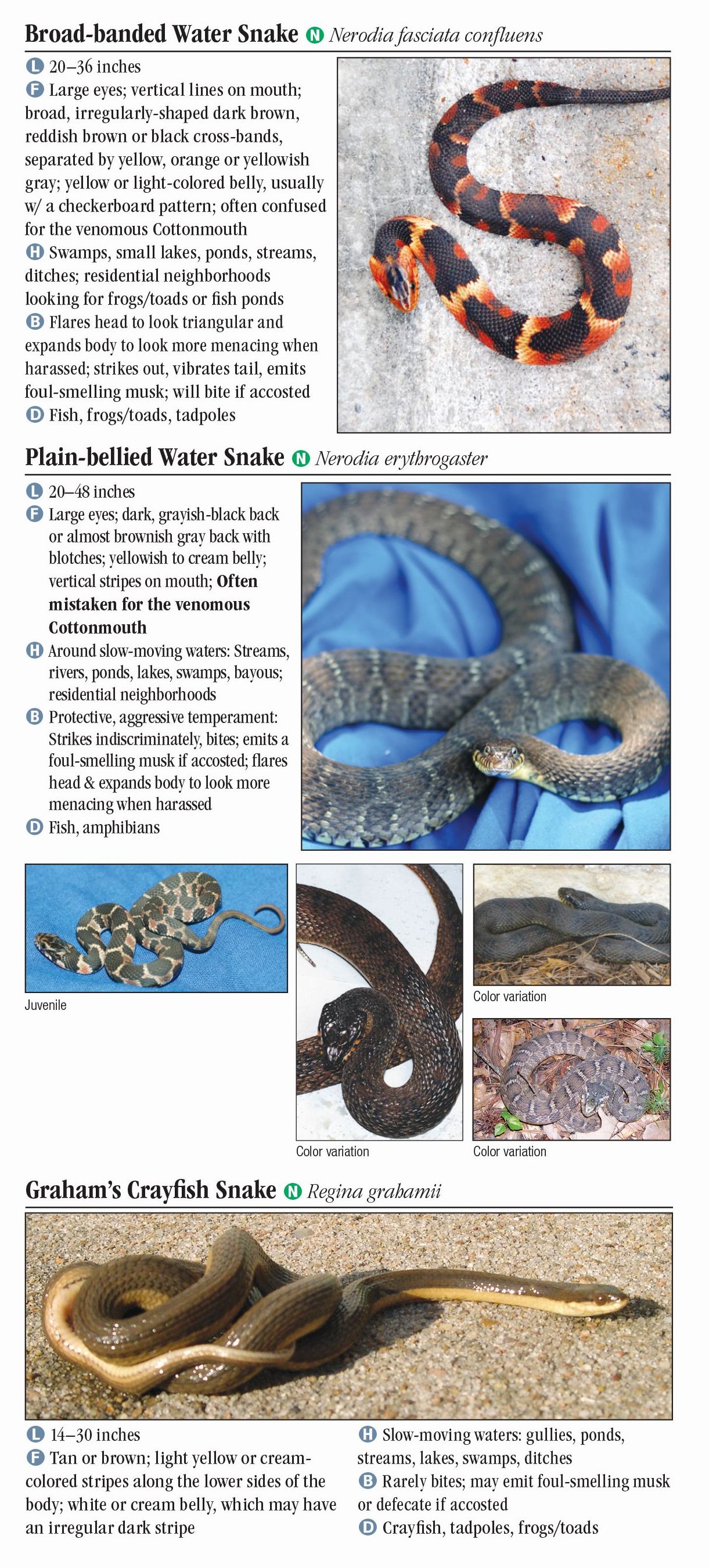 Snakes Of Southeast Texas – Quick Reference Publishing Retail