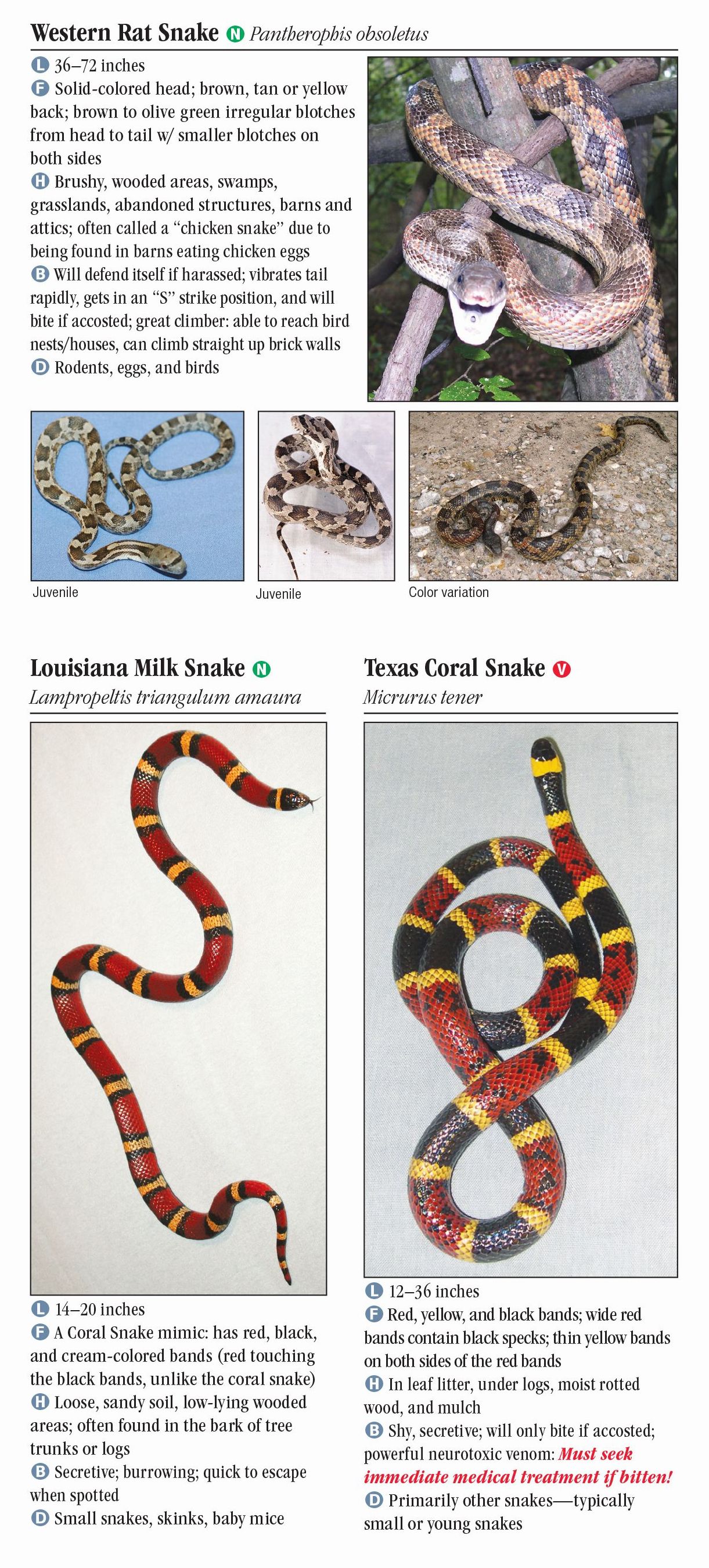 Snakes of Southeast Texas – Quick Reference Publishing Retail