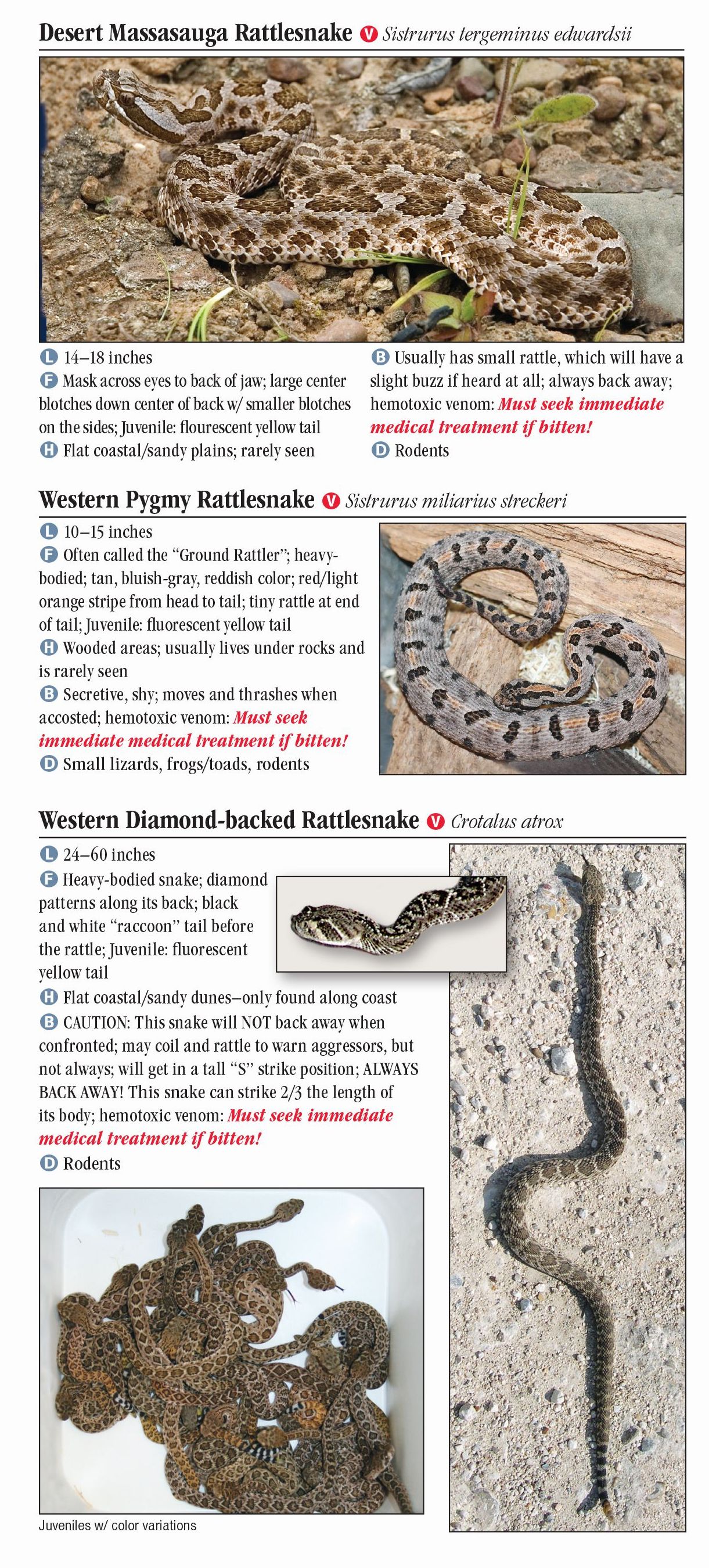 Snakes of Southeast Texas – Quick Reference Publishing Retail