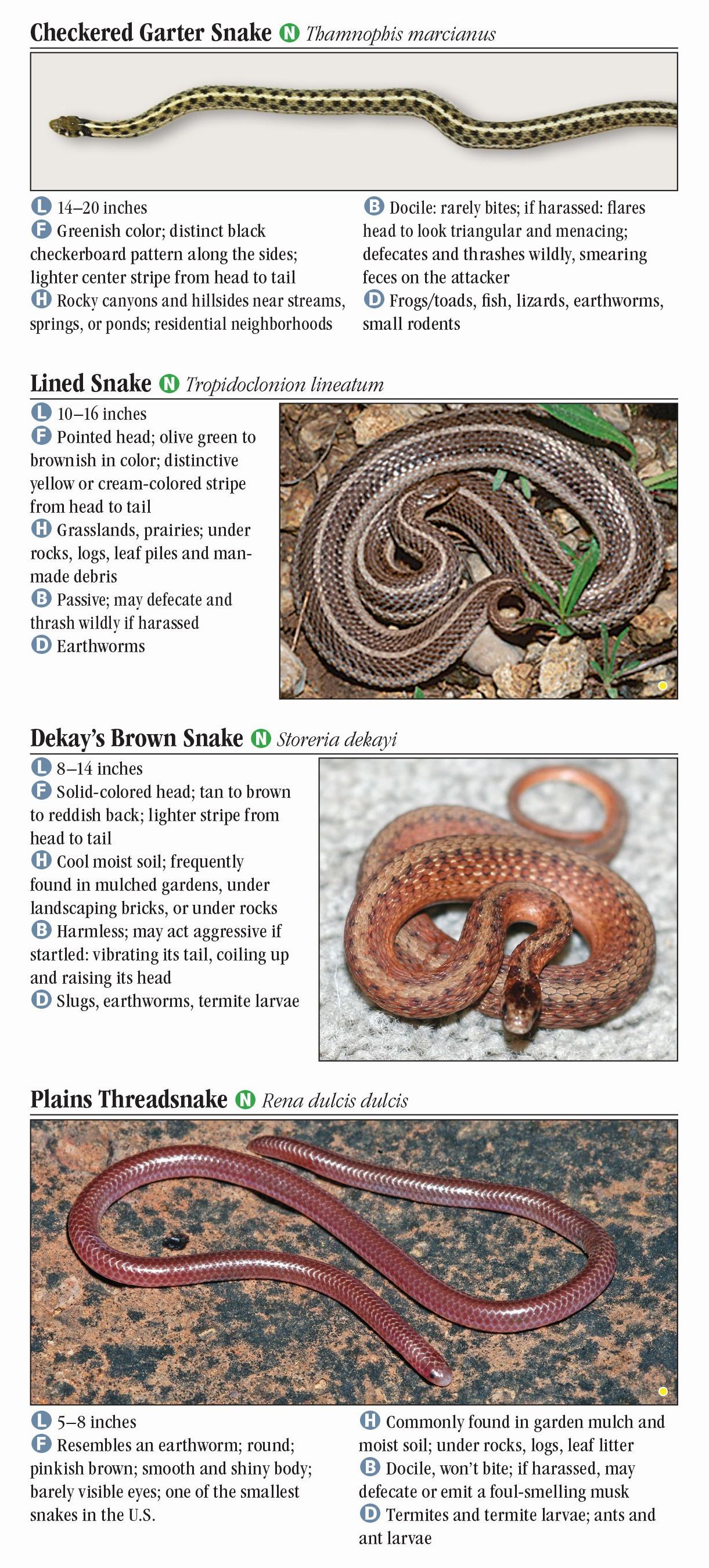 Texas Snake Identification Chart By Region