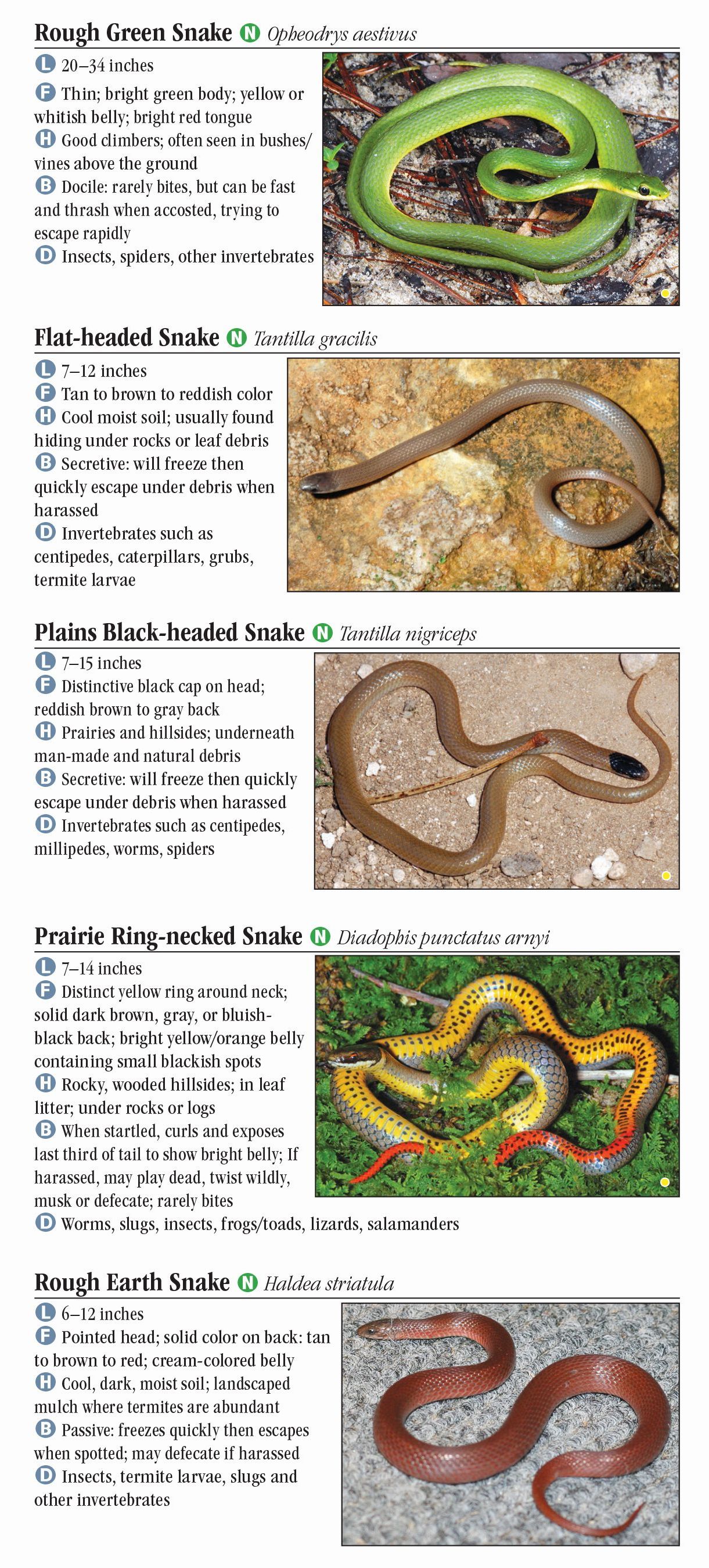 Snakes of Central Texas – Quick Reference Publishing Retail