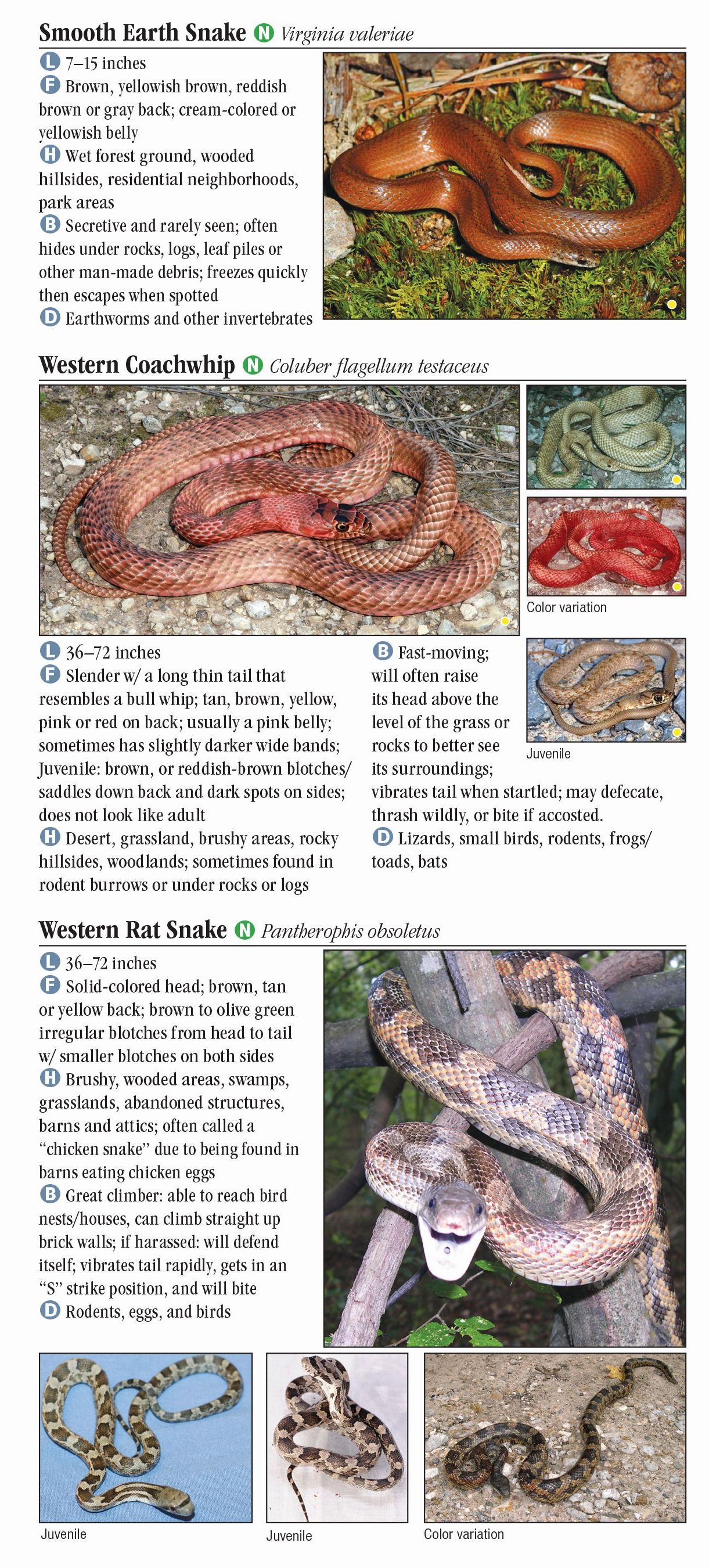 Snakes of Central Texas – Quick Reference Publishing Retail