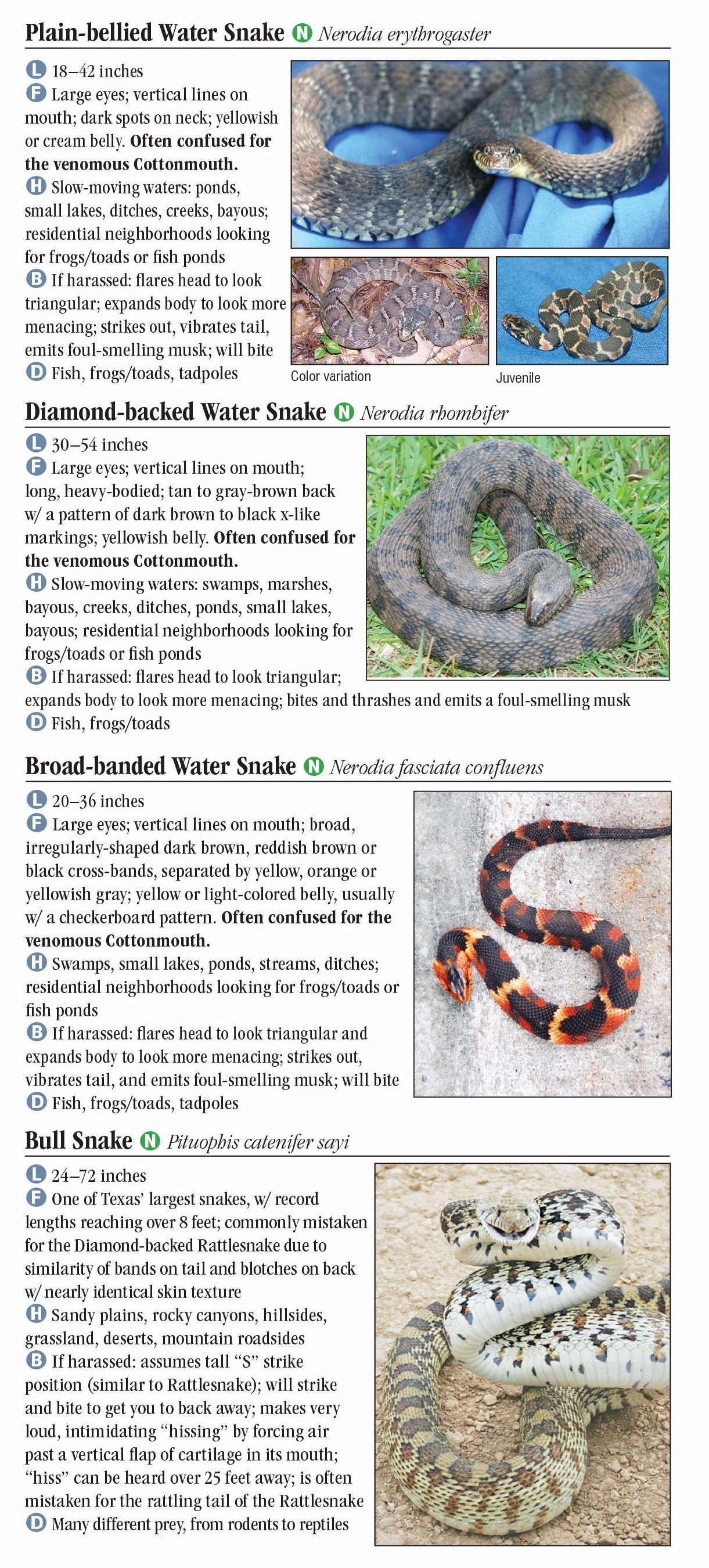 Snakes Of Central Texas – Quick Reference Publishing Retail