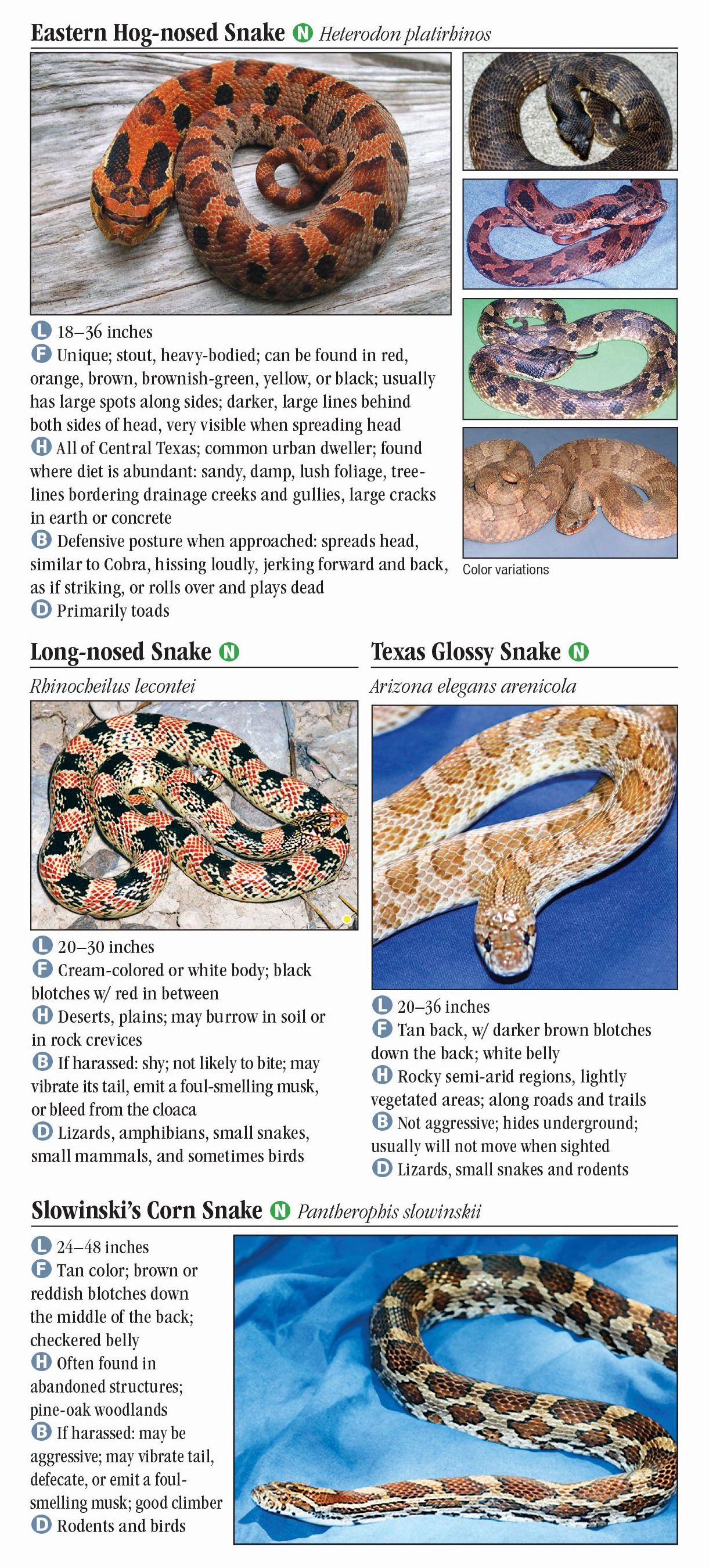 Snakes of Central Texas – Quick Reference Publishing Retail