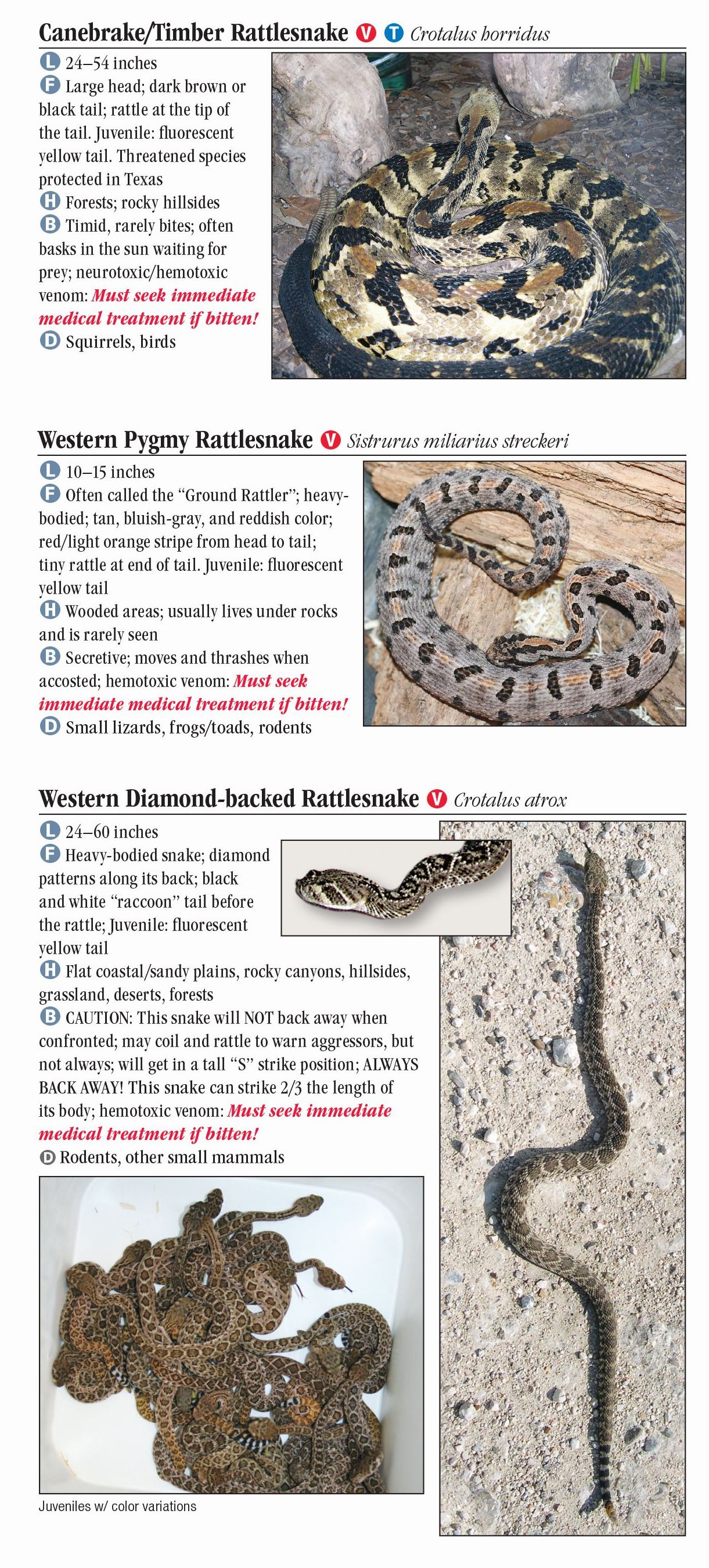 Snakes of Central Texas – Quick Reference Publishing Retail