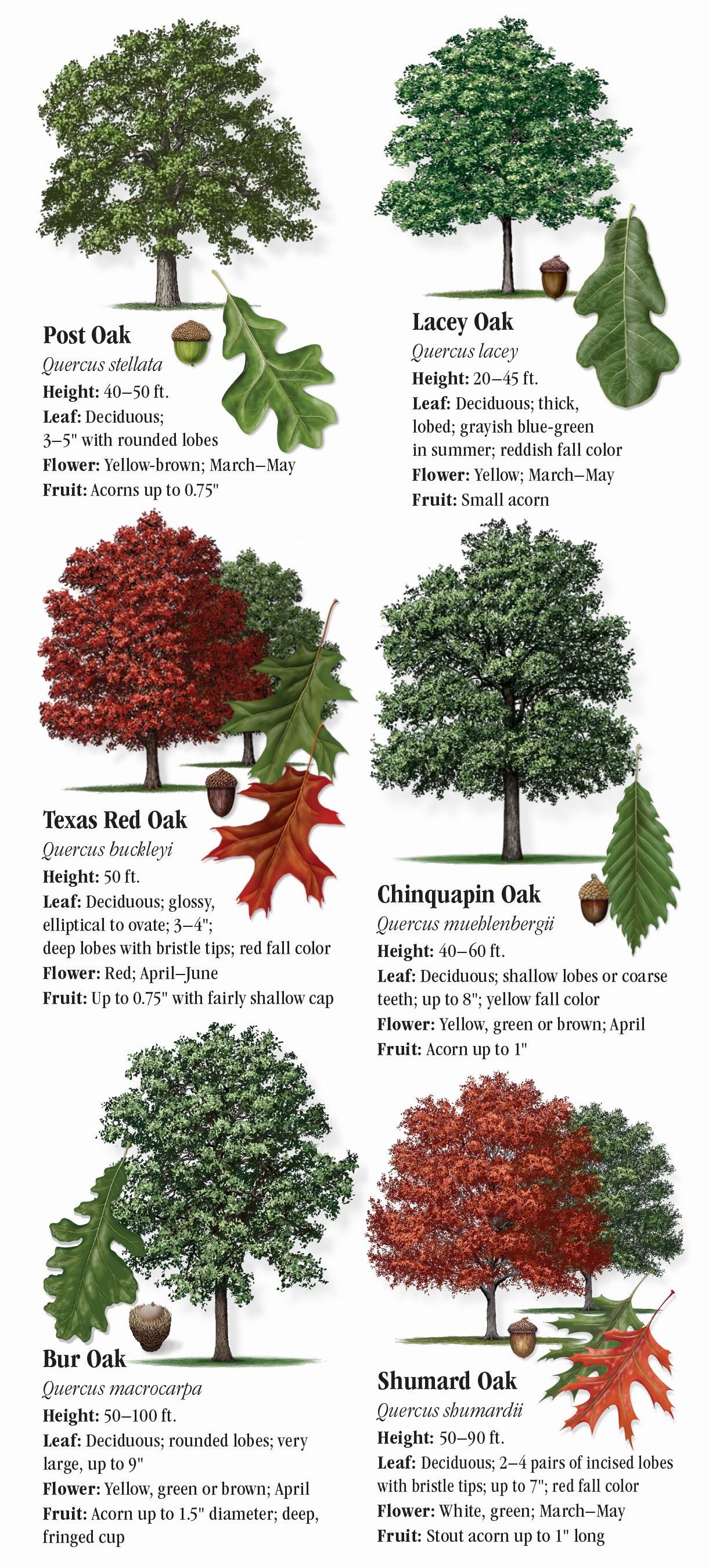 trees of texas leaf guide