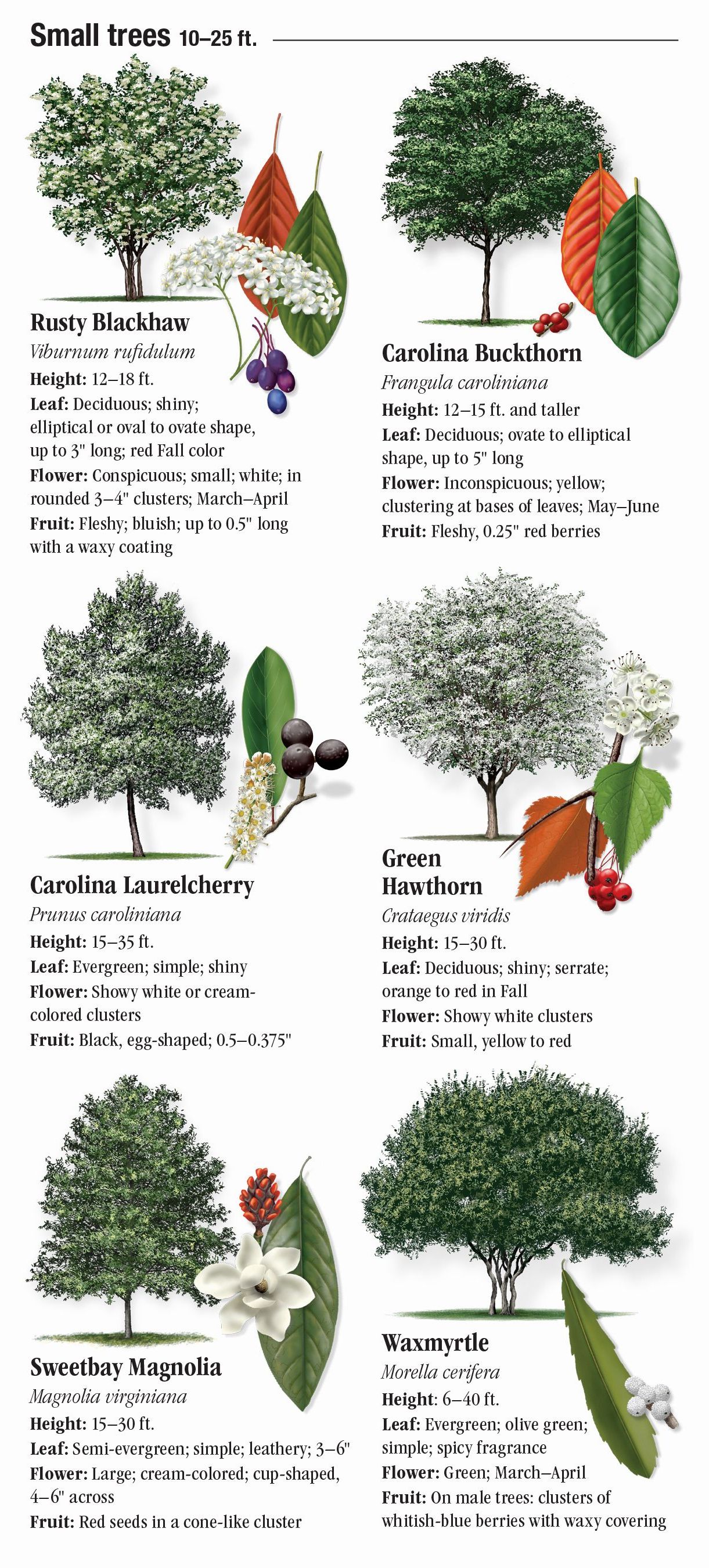 Texas Native Trees Identification