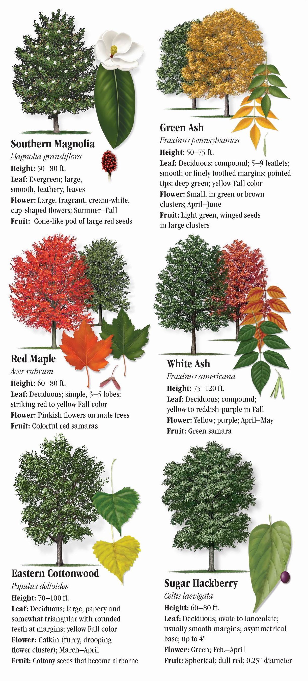 Recommended Trees For North Texas