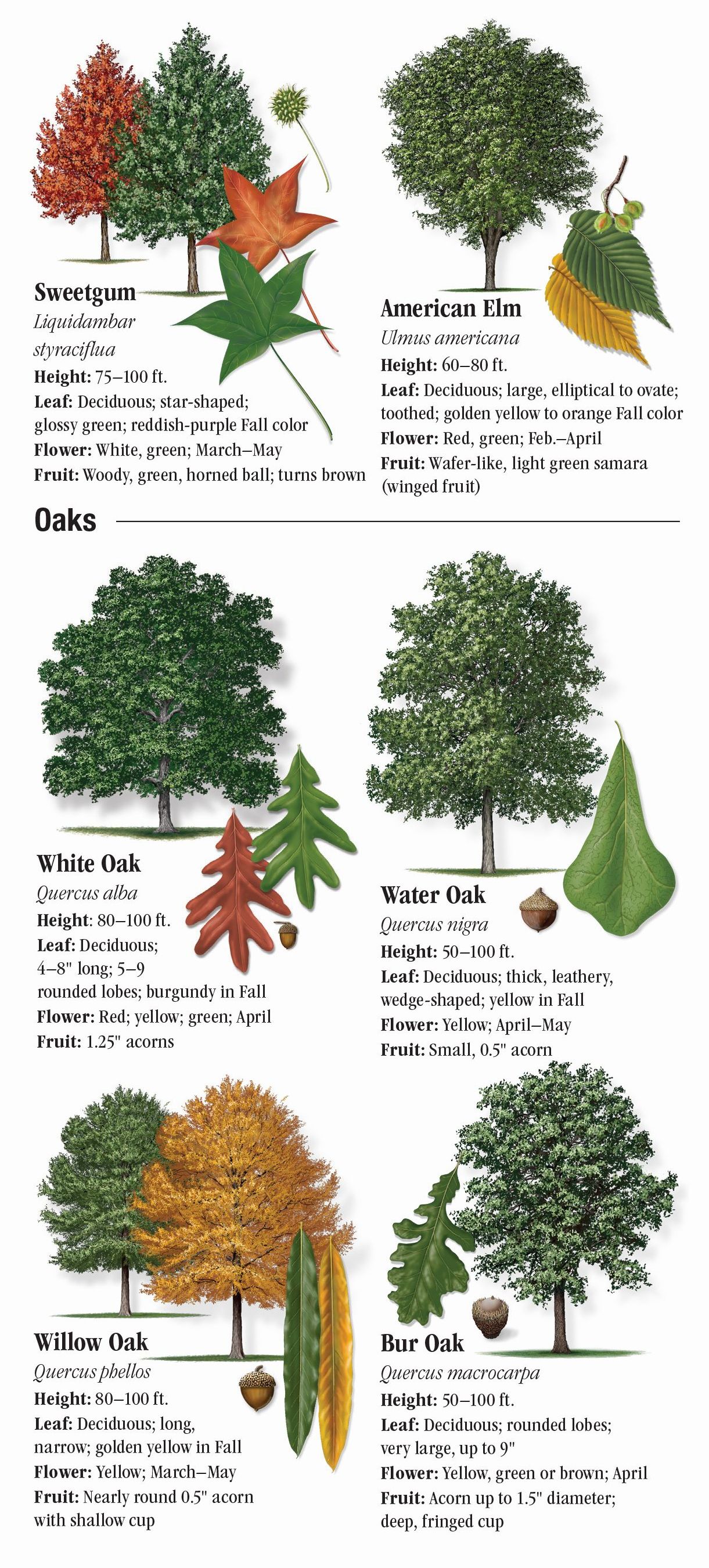 Trees of Southeast Texas – Quick Reference Publishing Retail