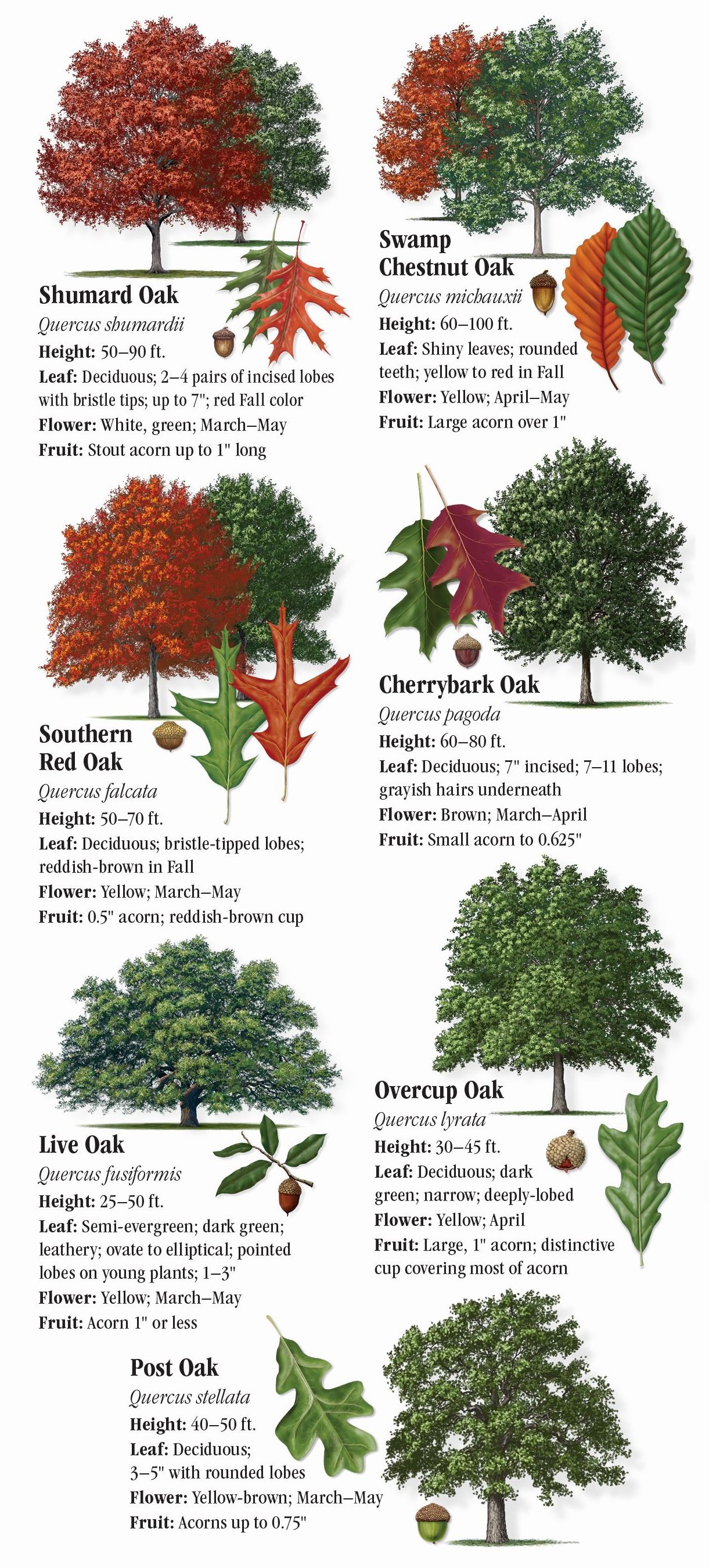 Trees of Southeast Texas – Quick Reference Publishing Retail