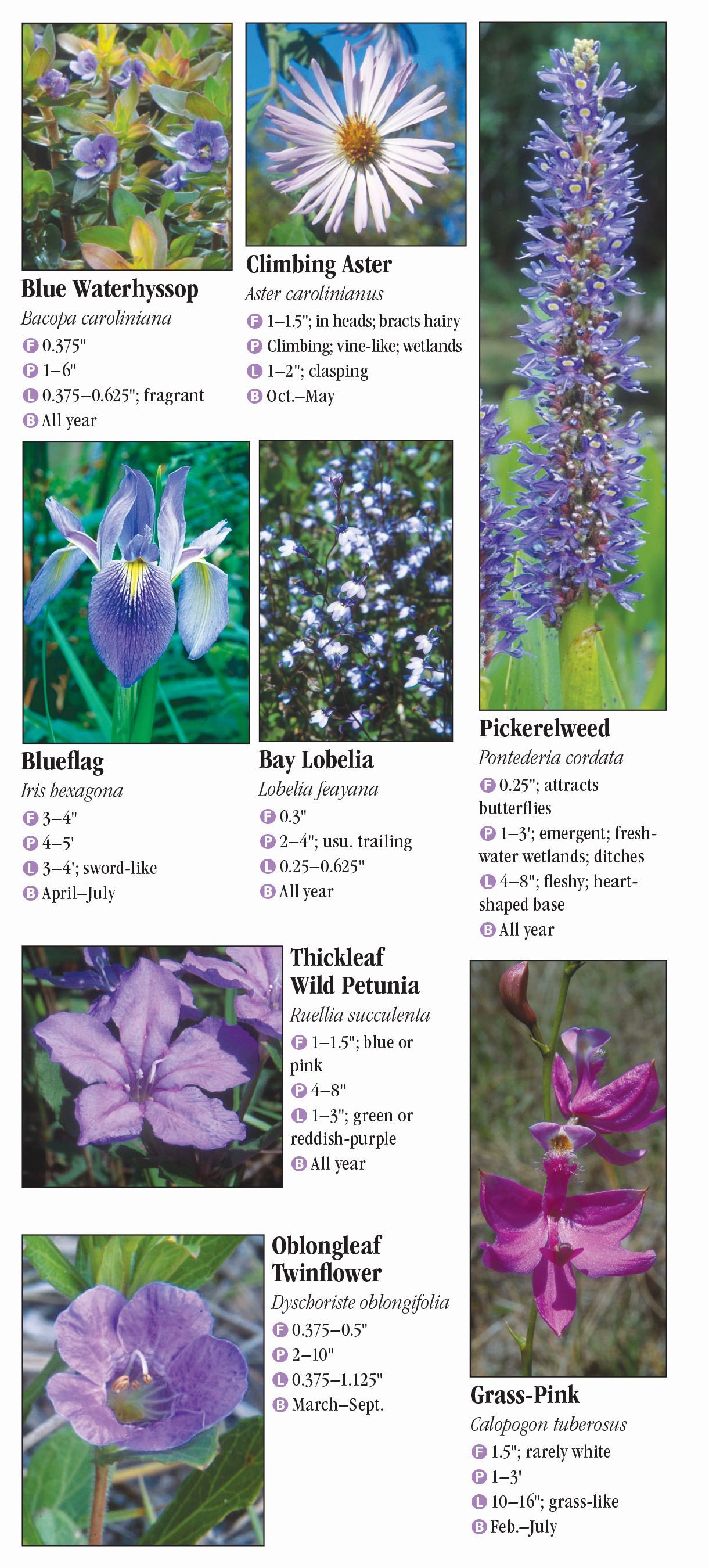 Wildflowers of Southwest Florida – Quick Reference Publishing Retail