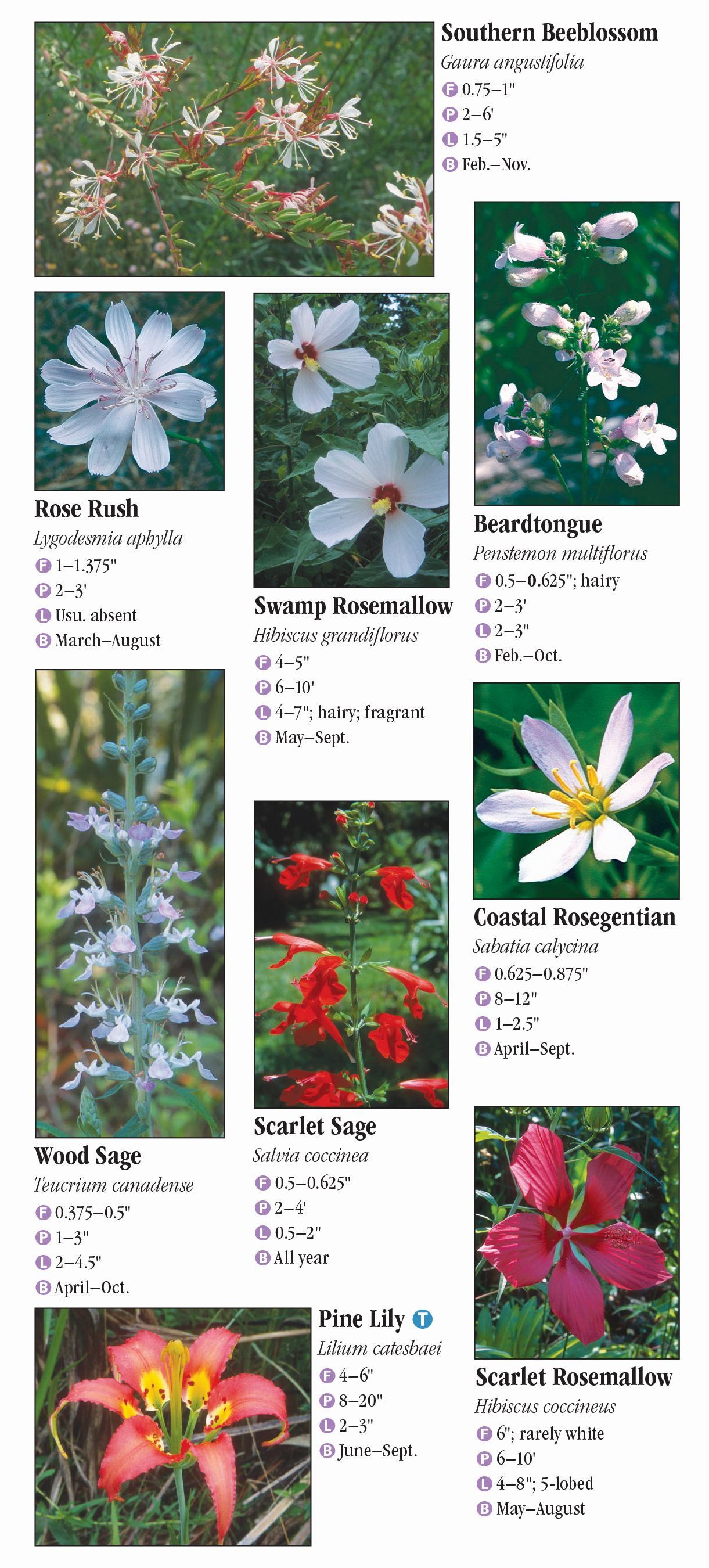 Wildflowers of Southwest Florida – Quick Reference Publishing Retail