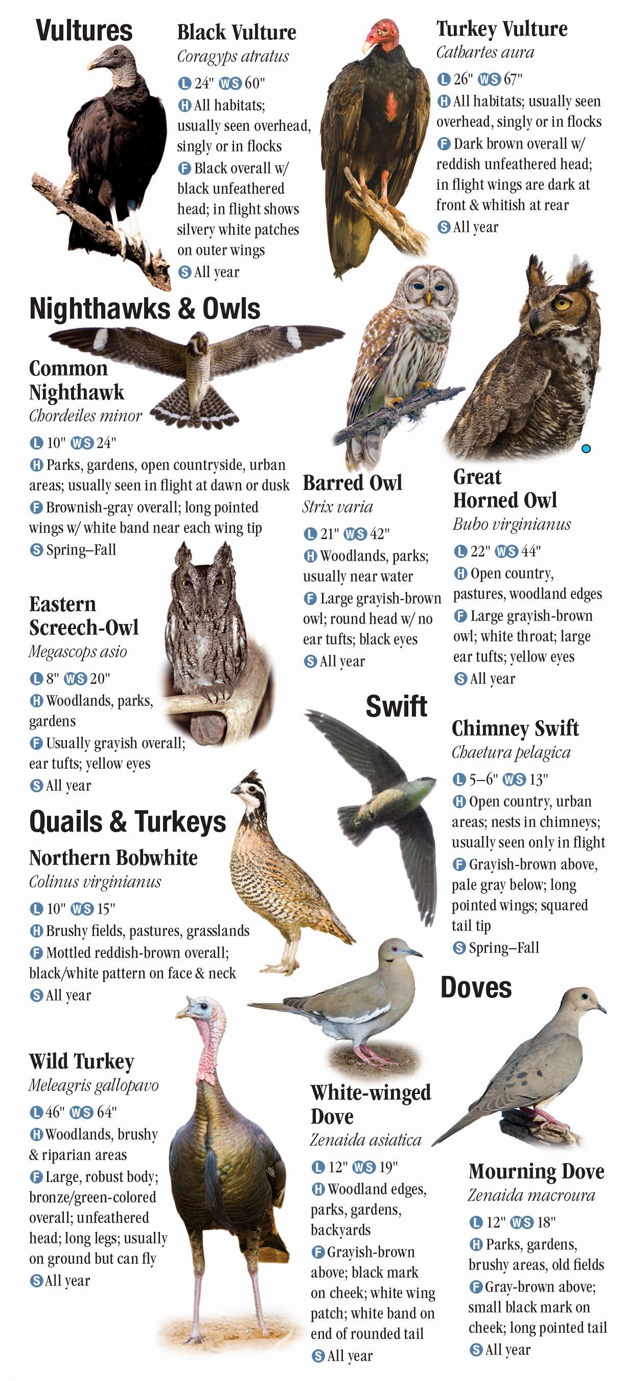 Birds of North Texas – Quick Reference Publishing Retail