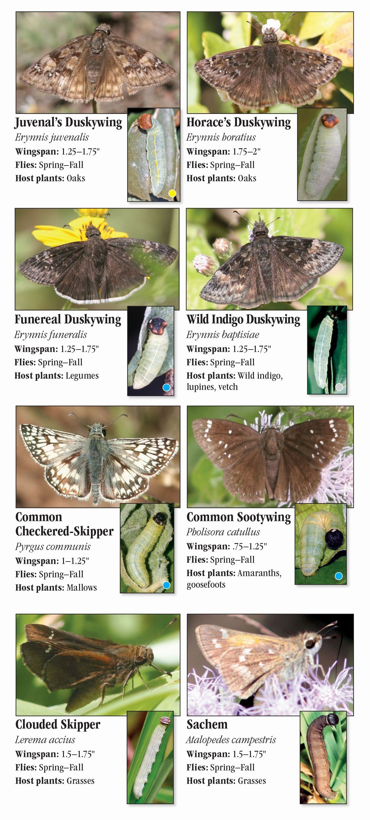 Butterflies of North Texas – Quick Reference Publishing Retail