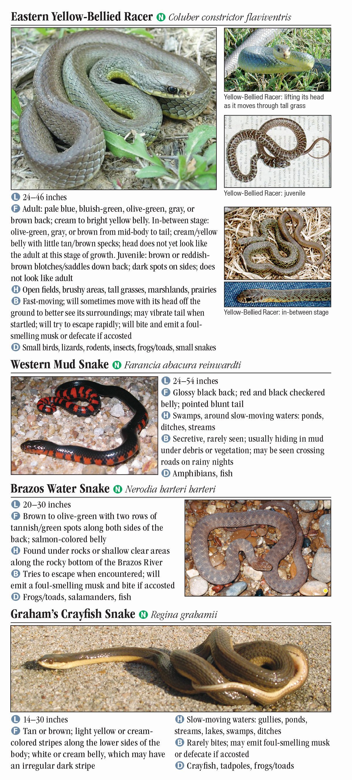 Snakes of North Texas – Quick Reference Publishing Retail