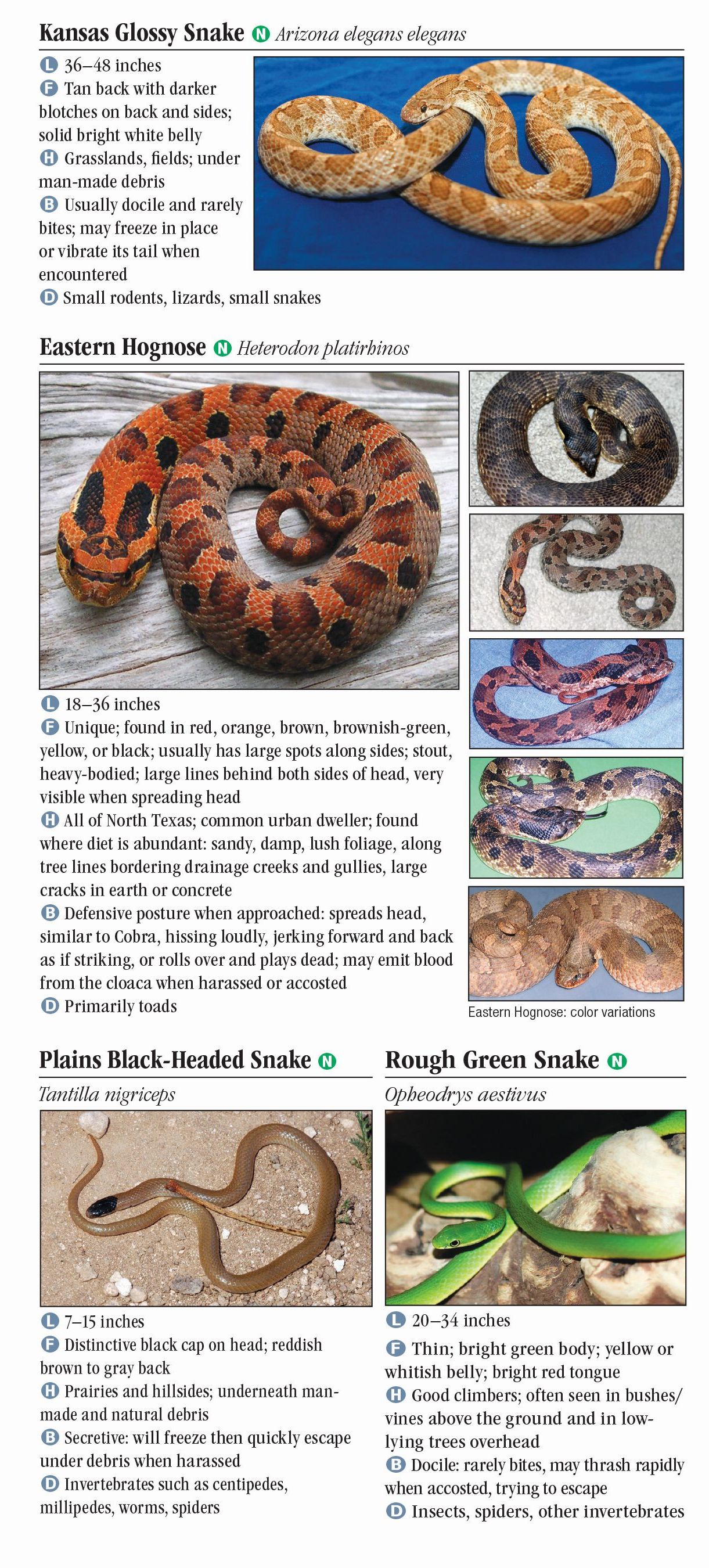 Snakes of North Texas – Quick Reference Publishing Retail