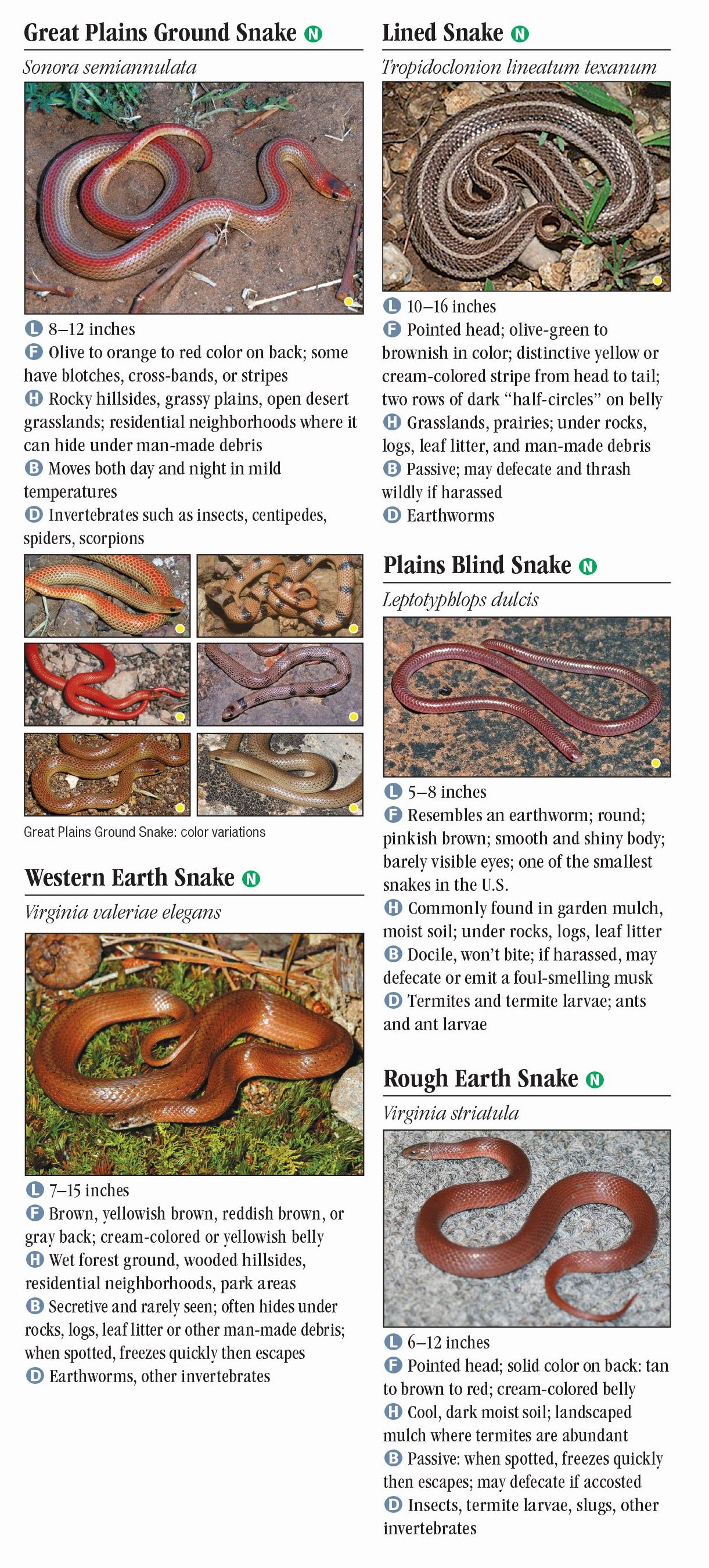 Snakes of North Texas – Quick Reference Publishing Retail