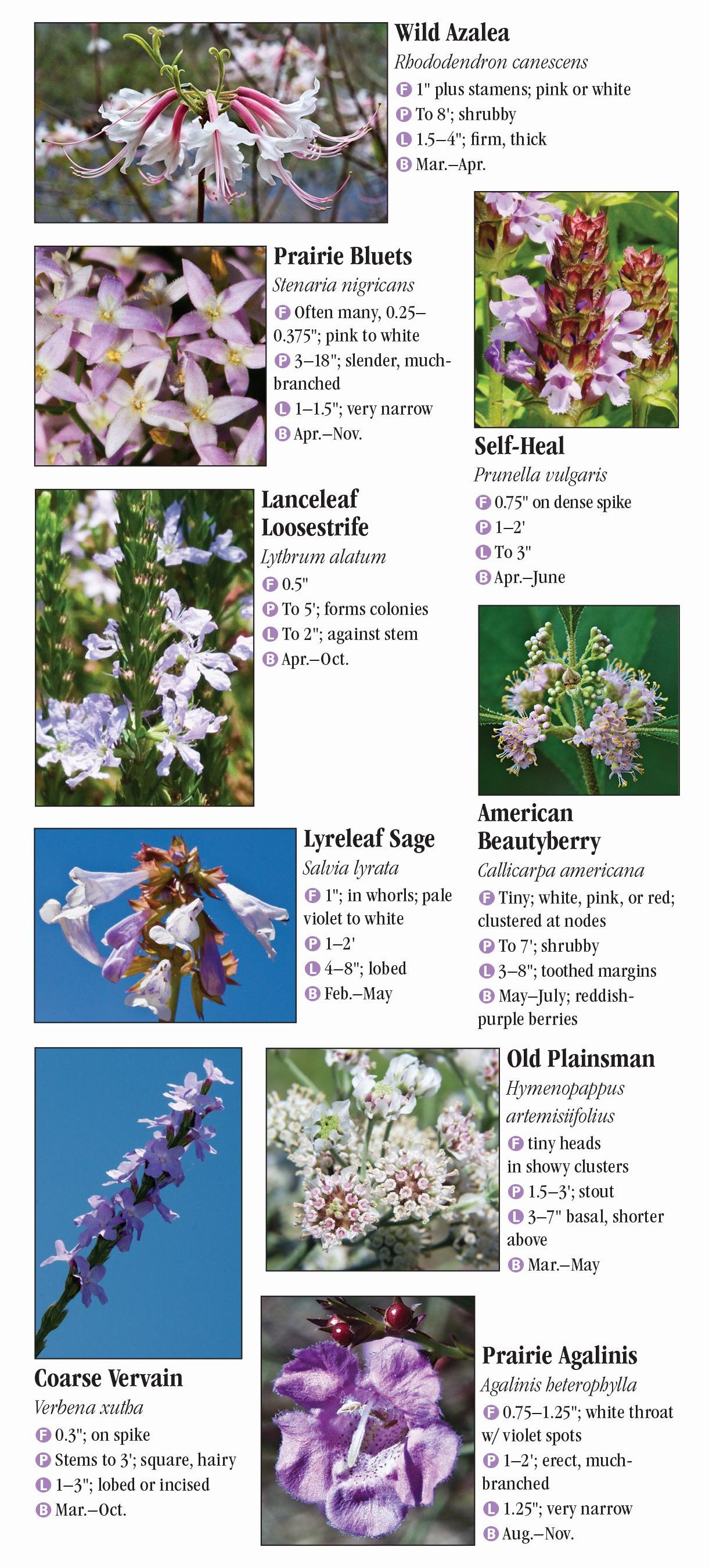 Wildflowers of Southeast Texas – Quick Reference Publishing Retail