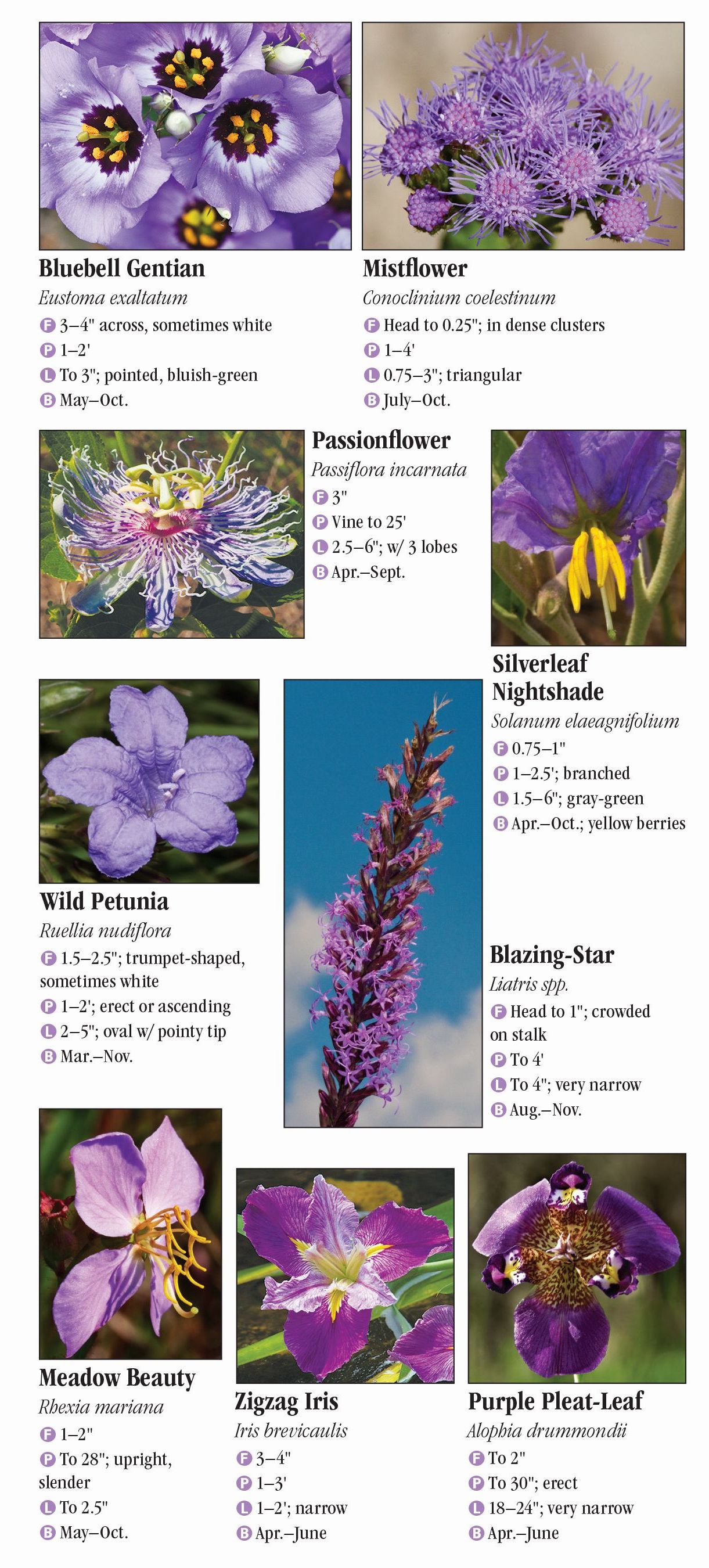 Wildflowers of Southeast Texas – Quick Reference Publishing Retail