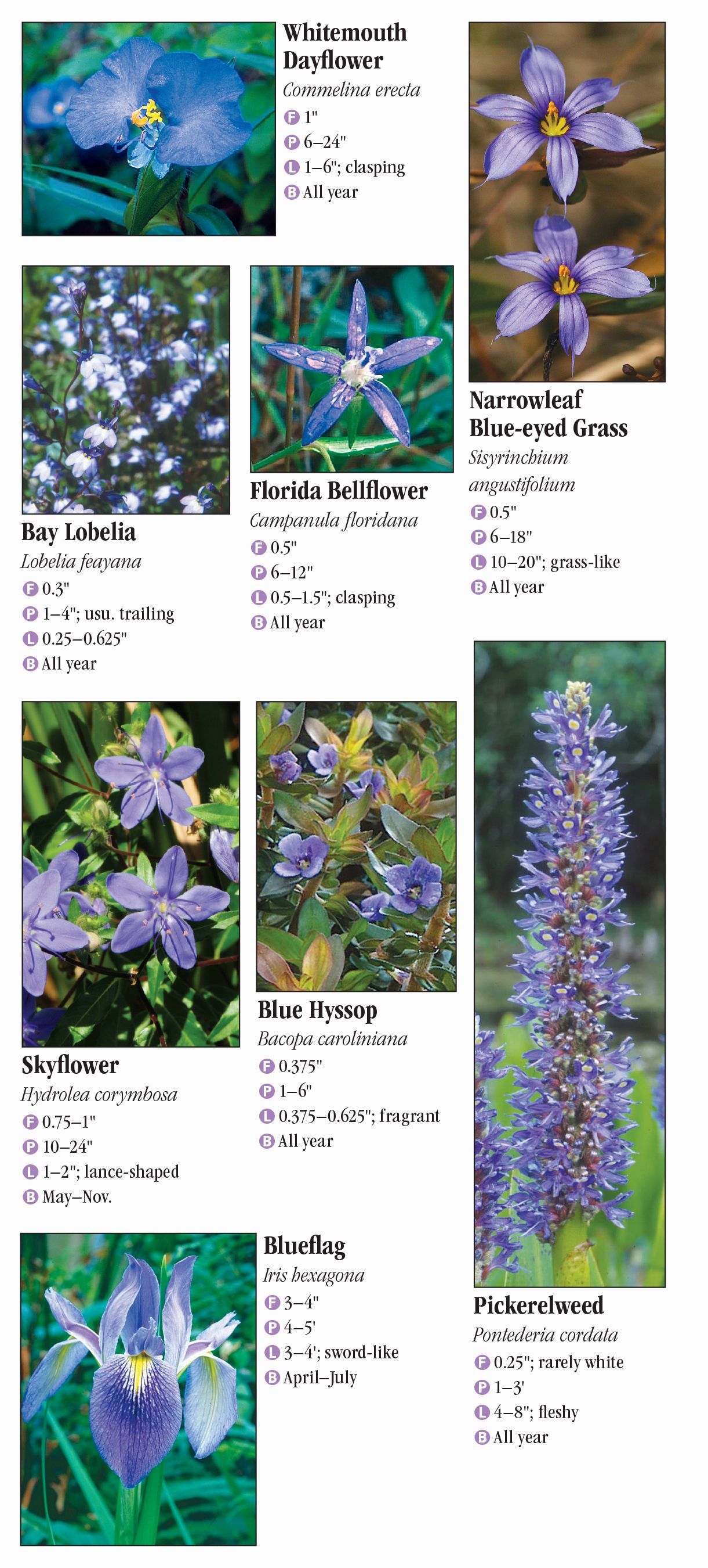 Wildflowers of Central Florida – Quick Reference Publishing Retail