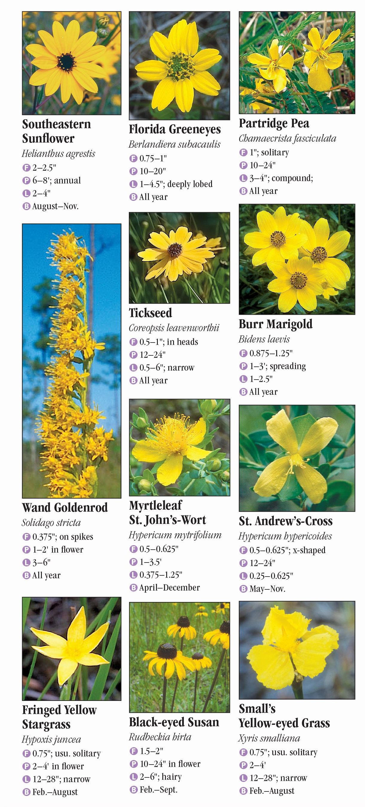 Wildflowers of Central Florida – Quick Reference Publishing Retail