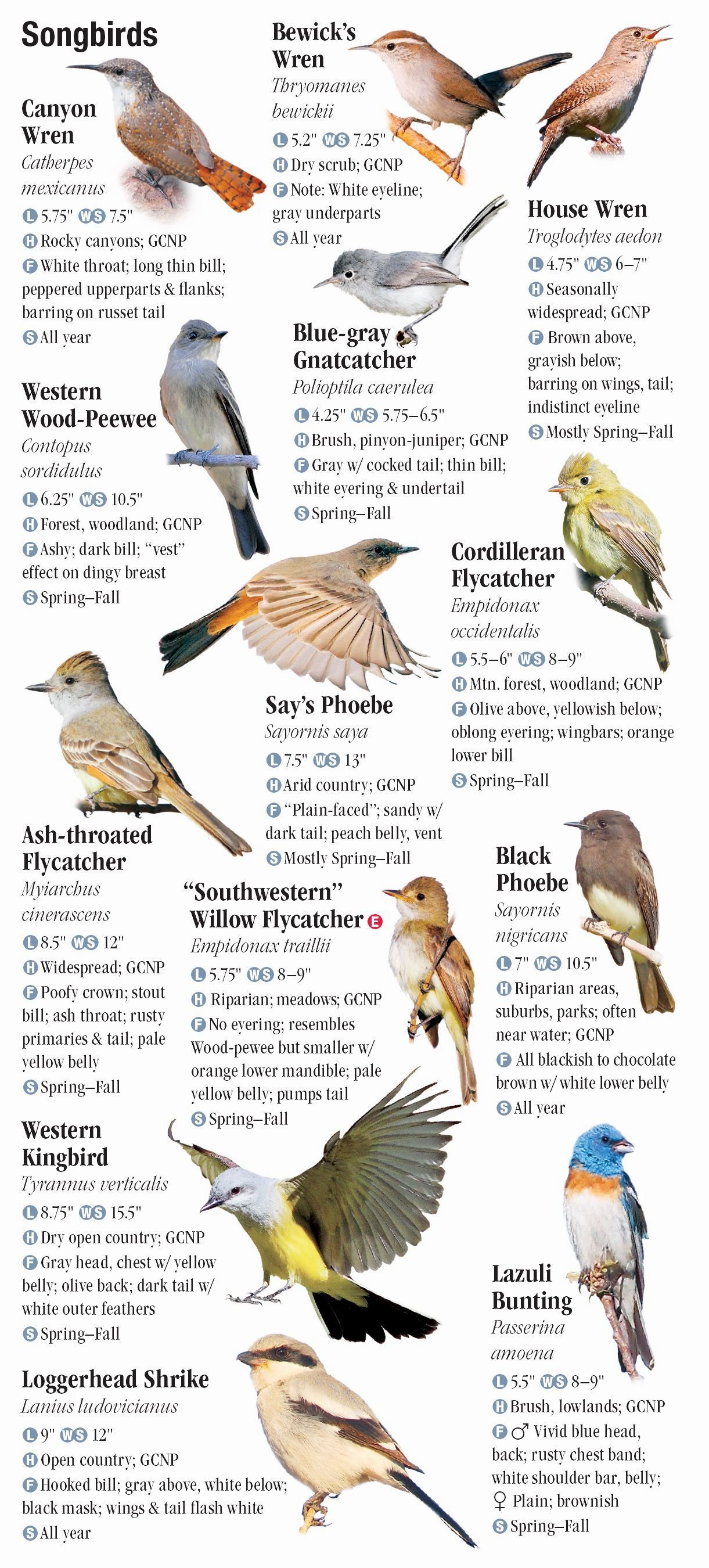 Arizona Bird Identification Guide