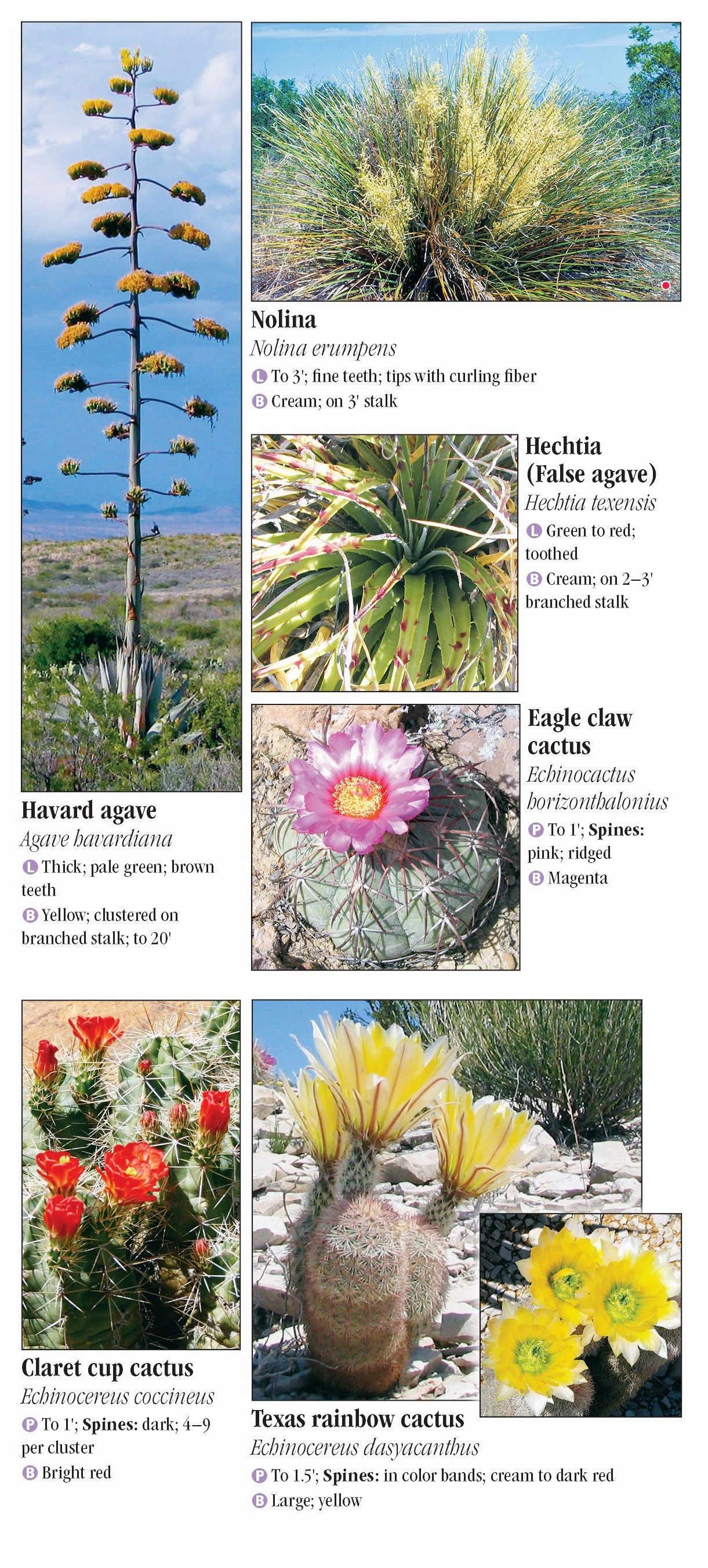 Plants of the Chihuahuan Desert – Quick Reference Publishing Retail