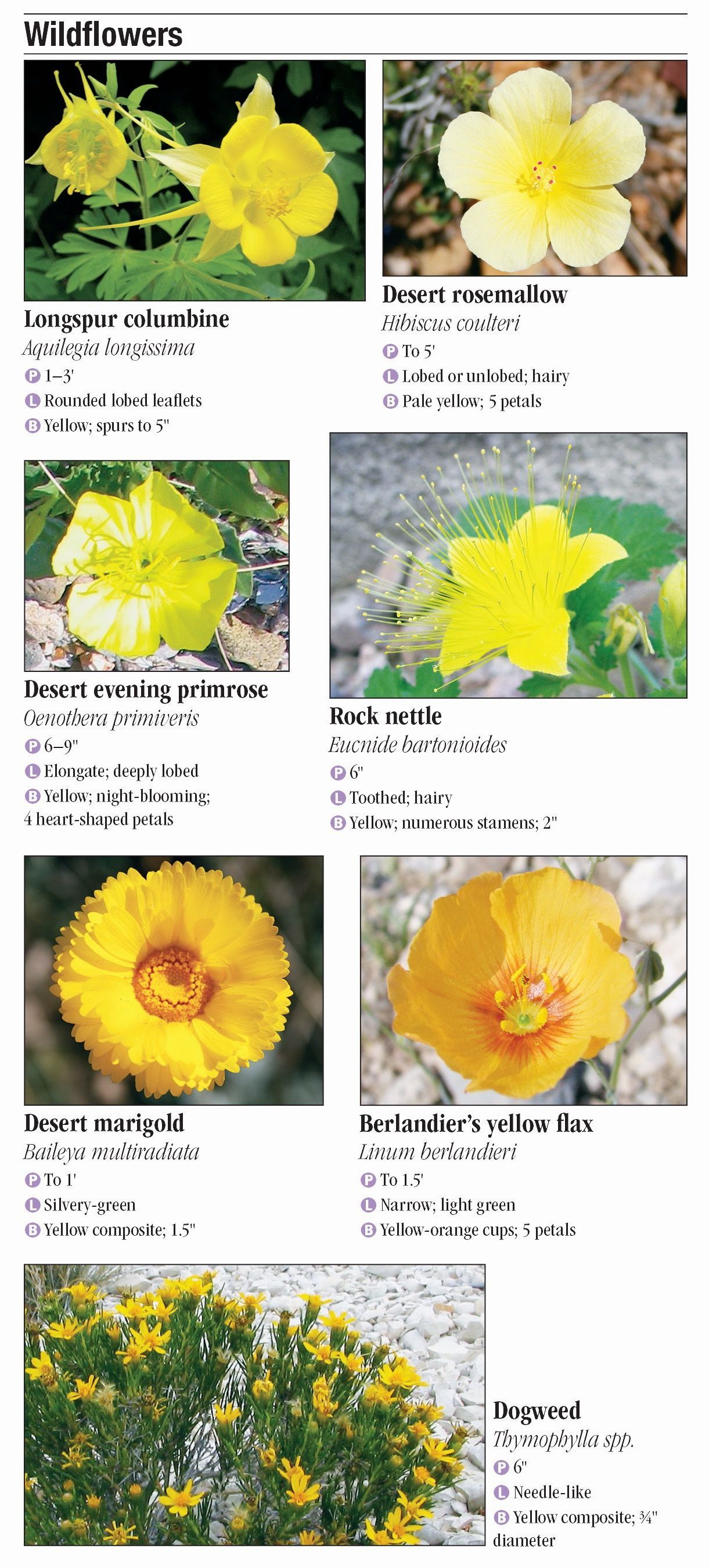 Plants of the Chihuahuan Desert – Quick Reference Publishing Retail