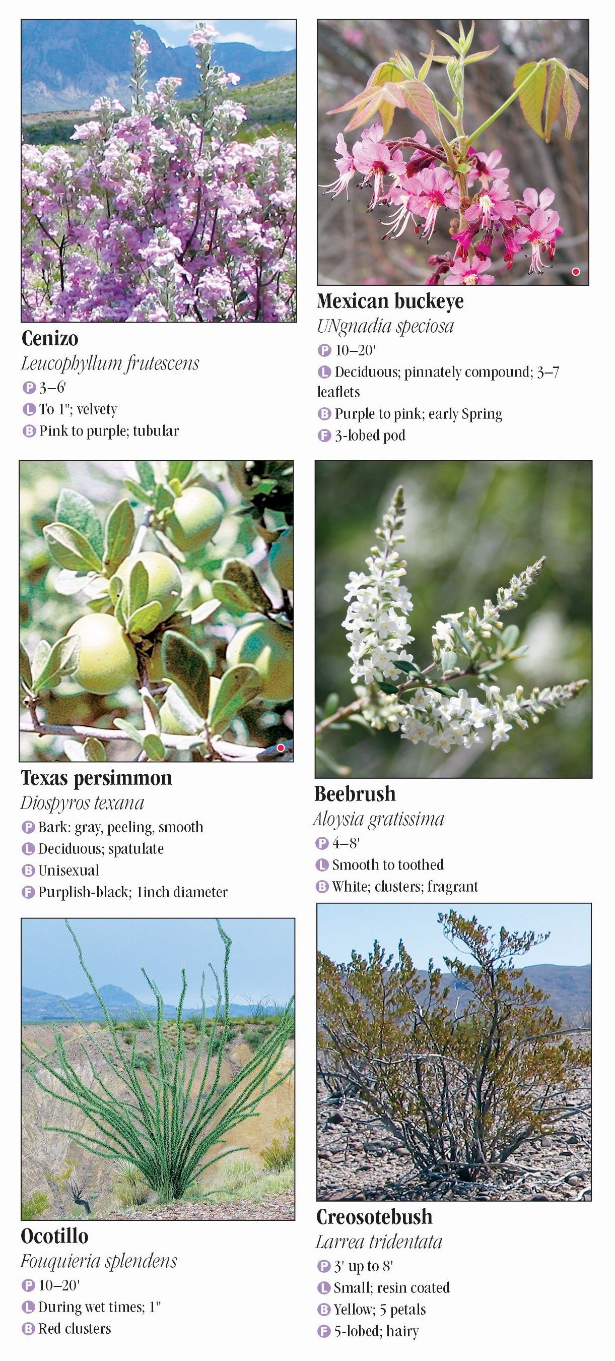 Plants of the Chihuahuan Desert – Quick Reference Publishing Retail