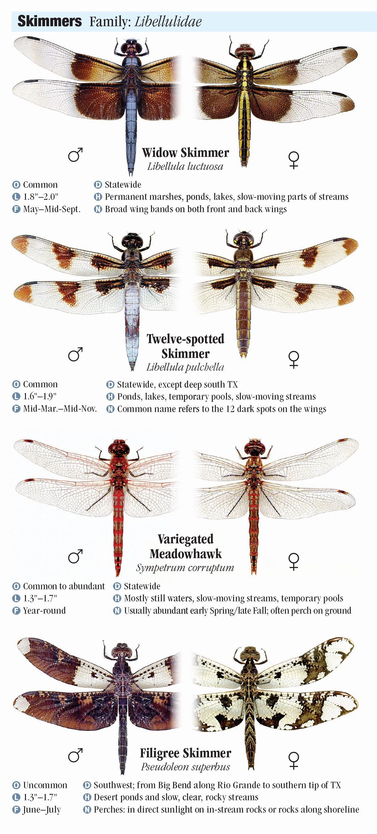 Dragonfly Types Chart 