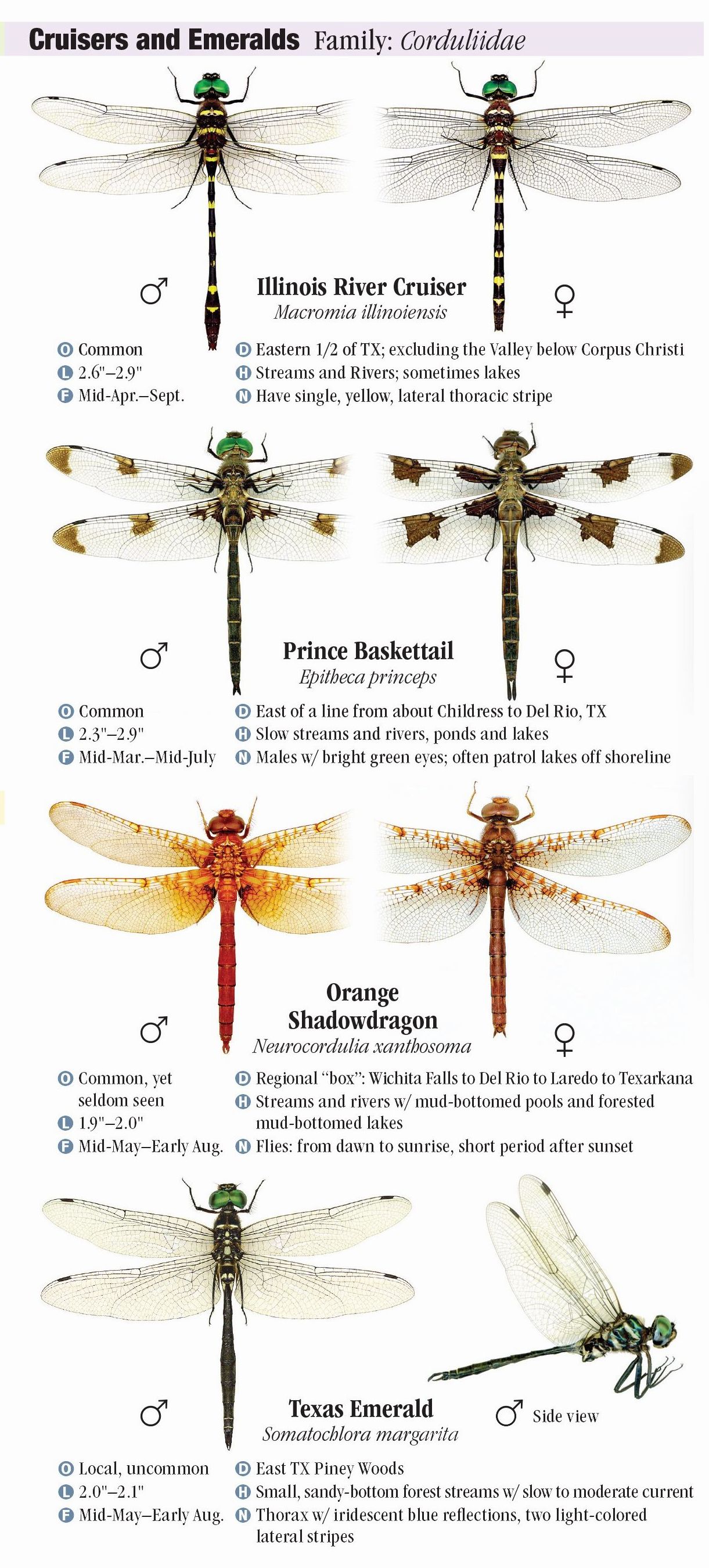 Dragonflies of Texas – Quick Reference Publishing Retail