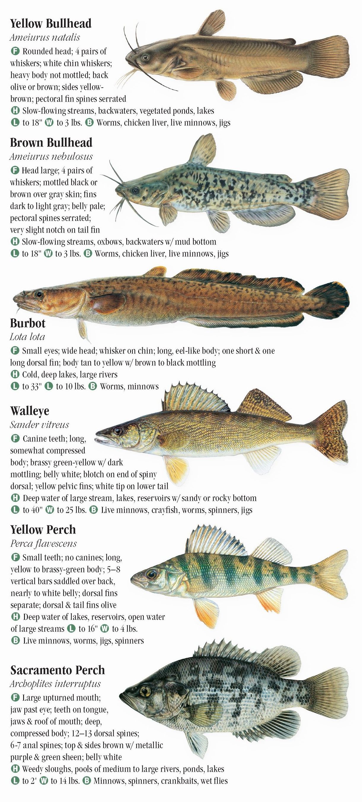 Freshwater Fishes of the Pacific Northwest – Quick Reference Publishing ...