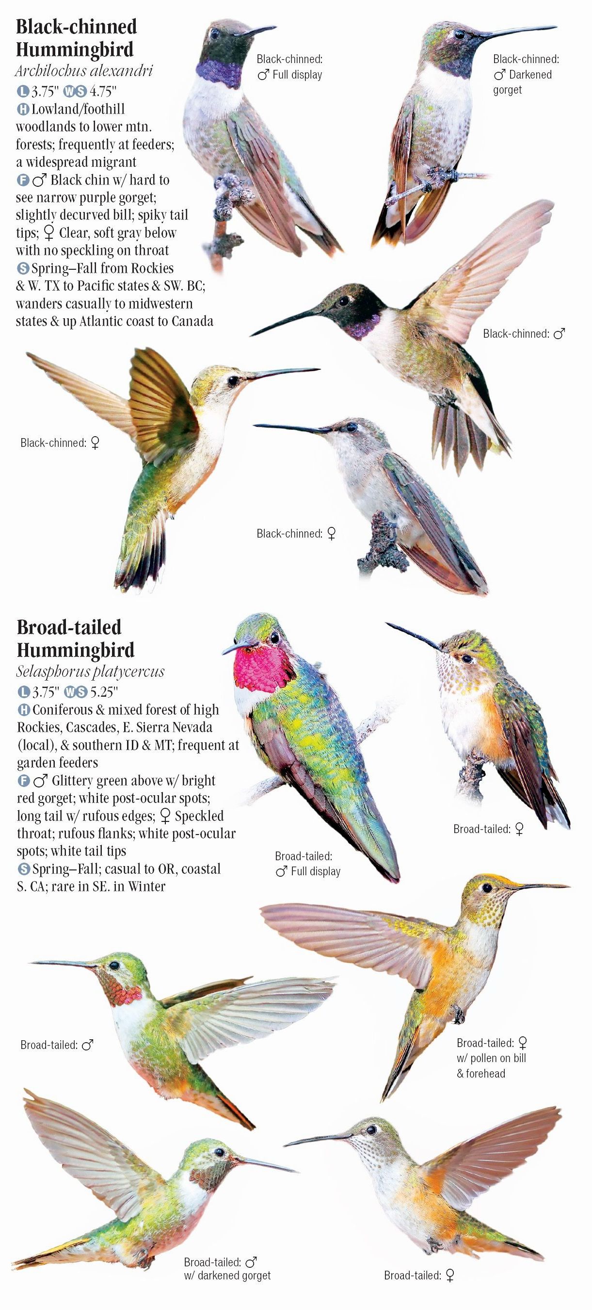 Hummingbirds of North America – Quick Reference Publishing Retail