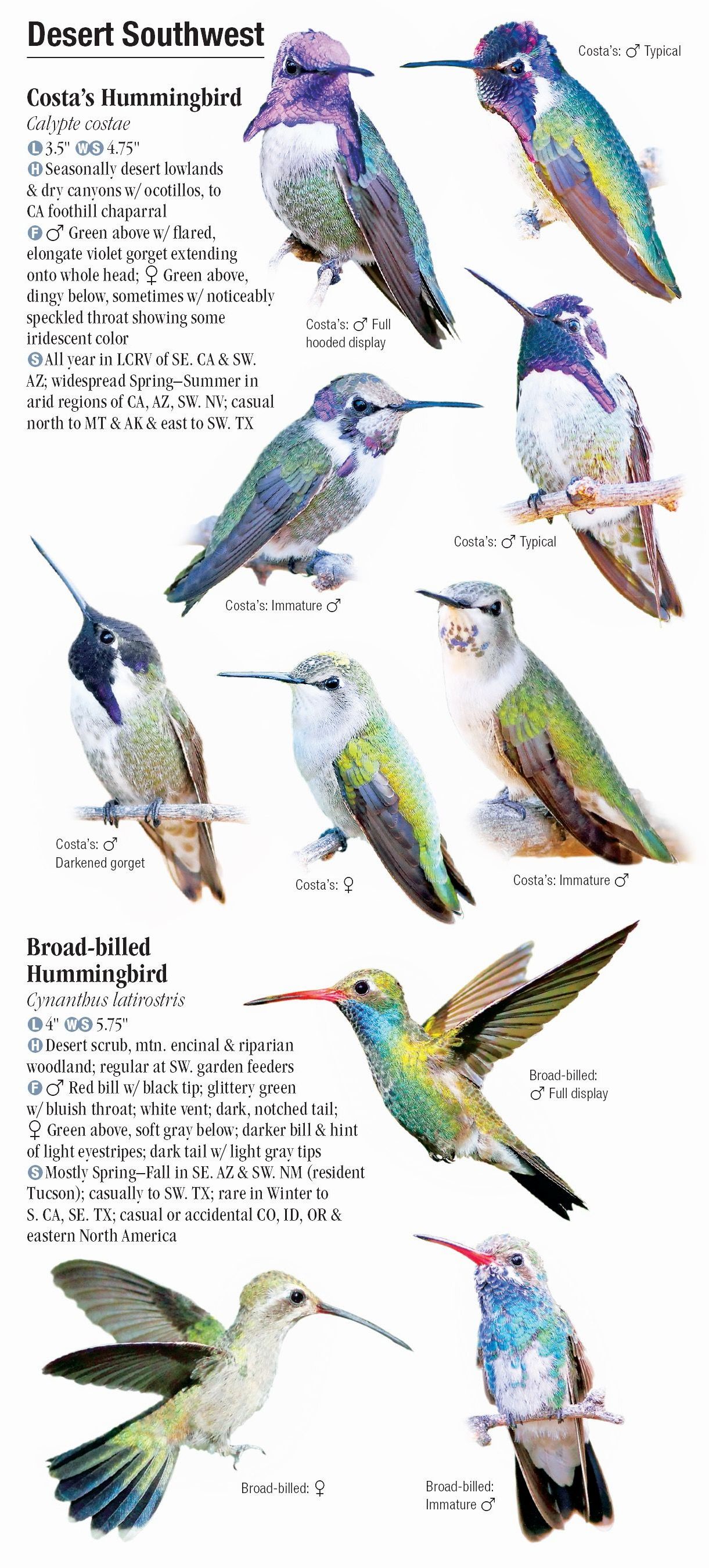 Hummingbirds of North America – Quick Reference Publishing Retail