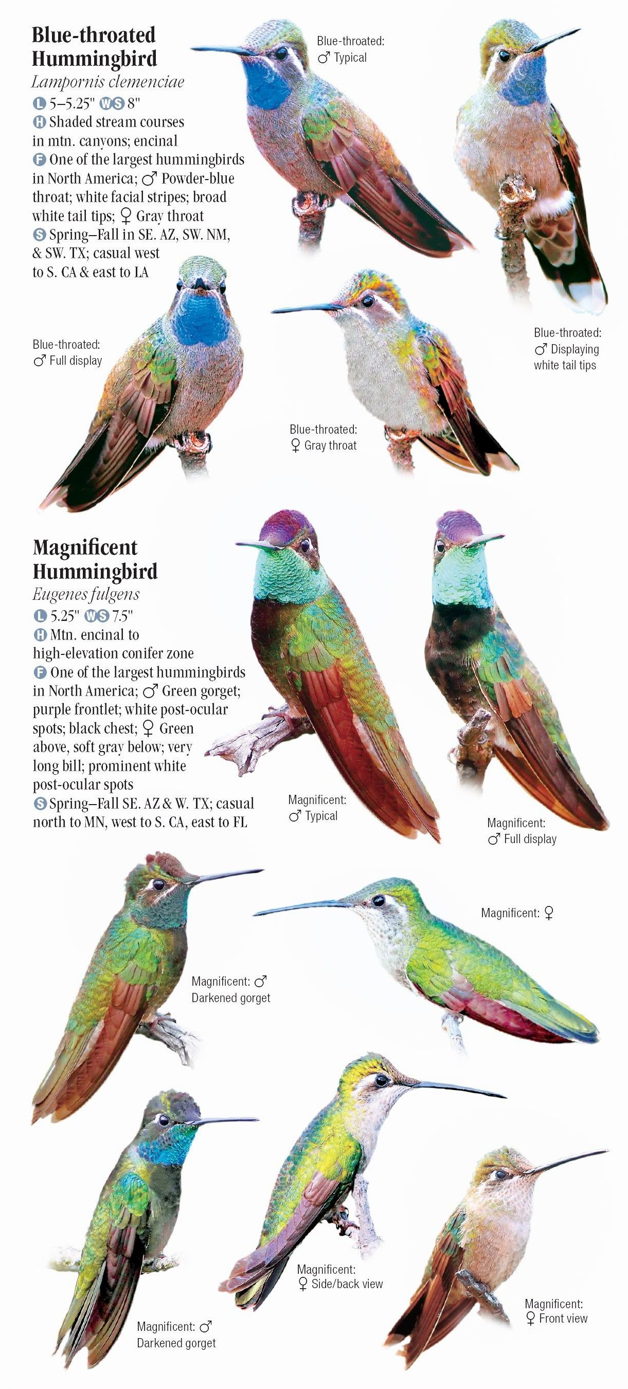 Hummingbirds of North America – Quick Reference Publishing Retail