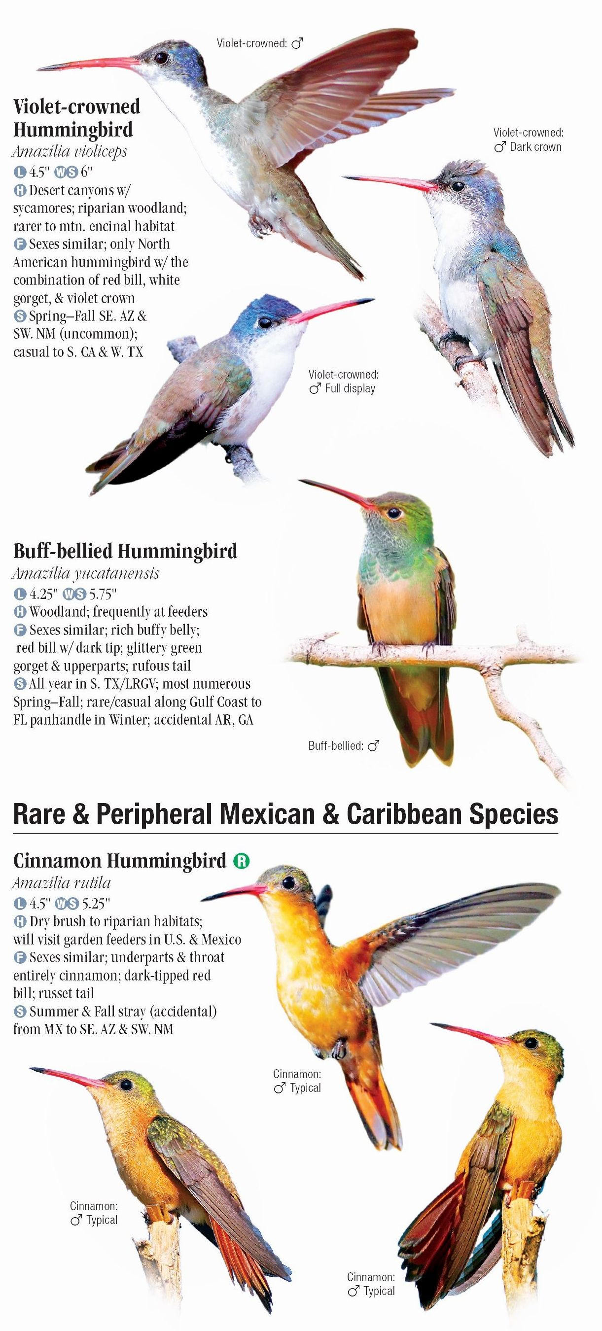 Hummingbirds of North America – Quick Reference Publishing Retail