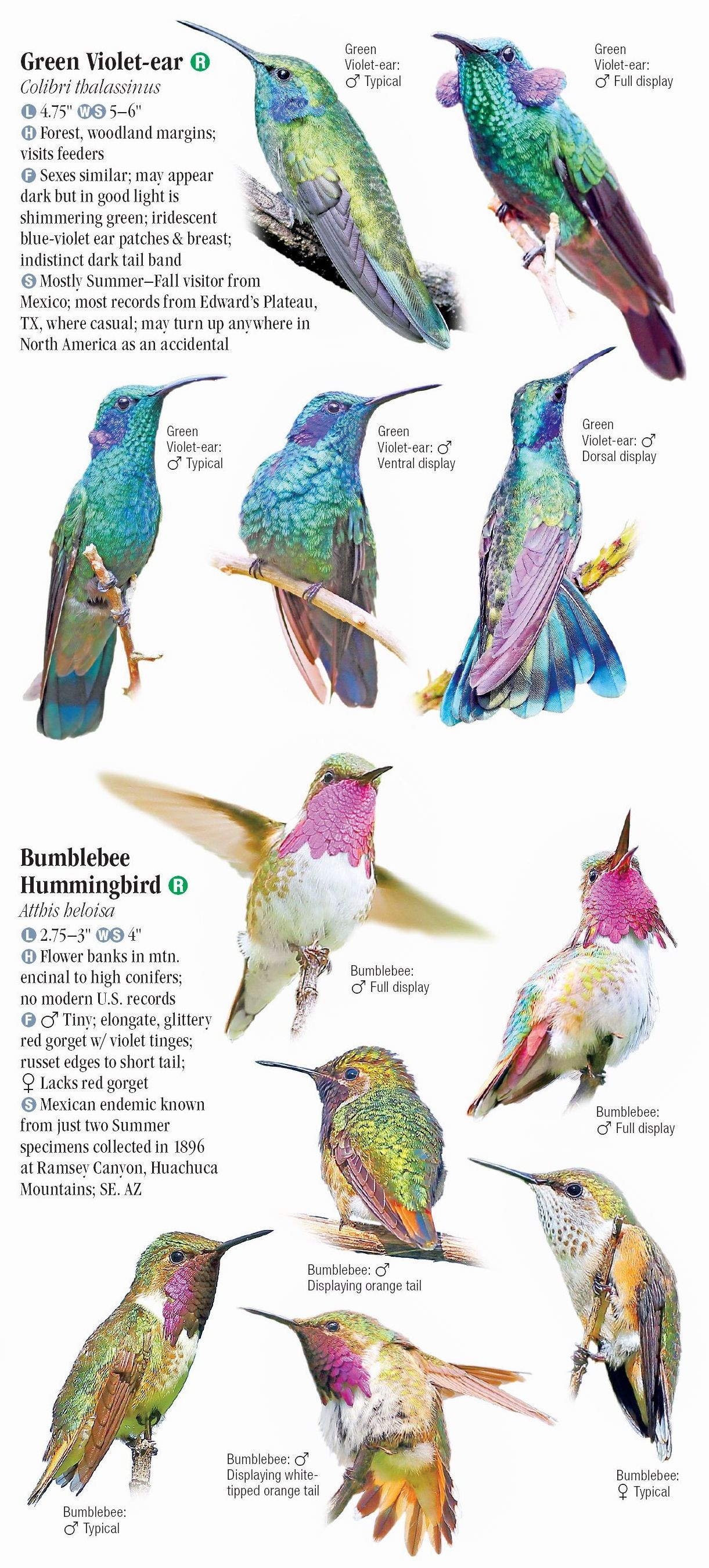 Hummingbirds of North America – Quick Reference Publishing Retail