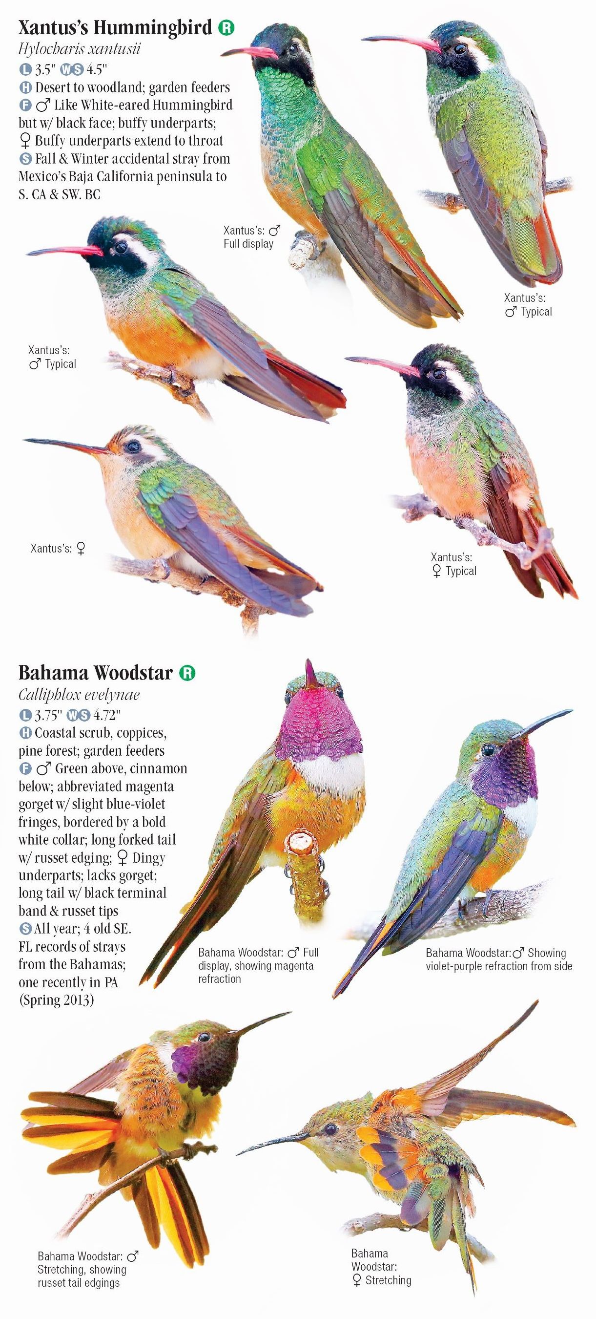 Hummingbirds of North America Quick Reference Publishing Retail