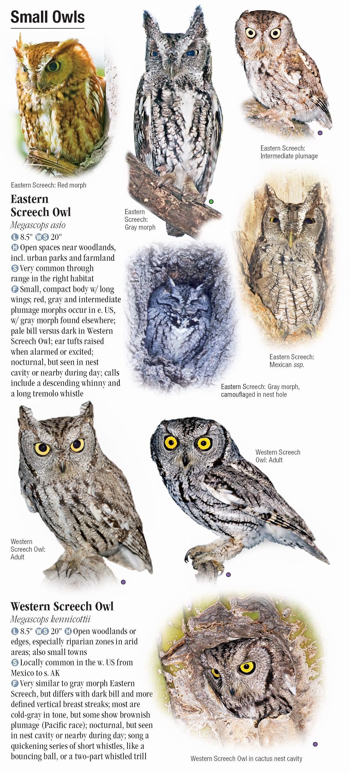 Owls Of North America – Quick Reference Publishing Retail