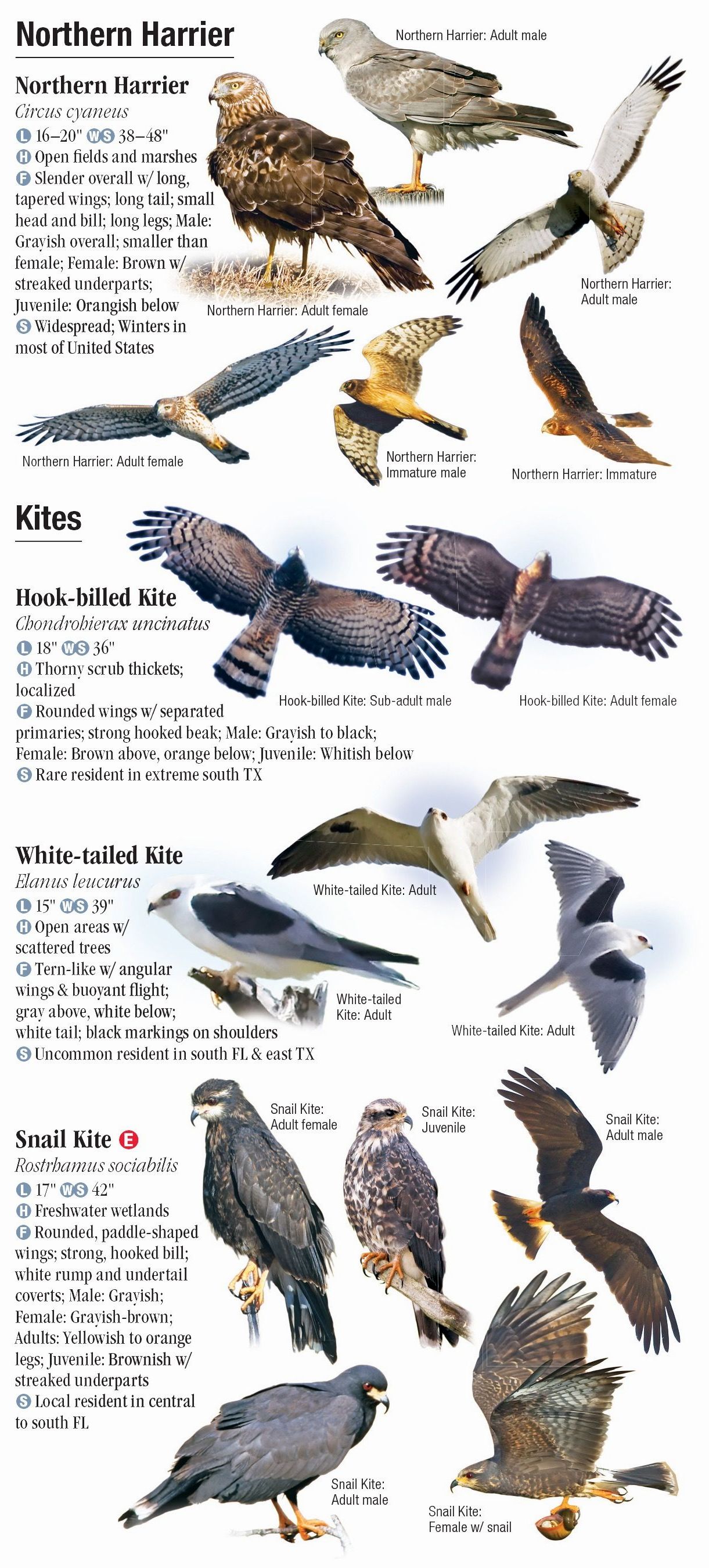 american birds of prey list